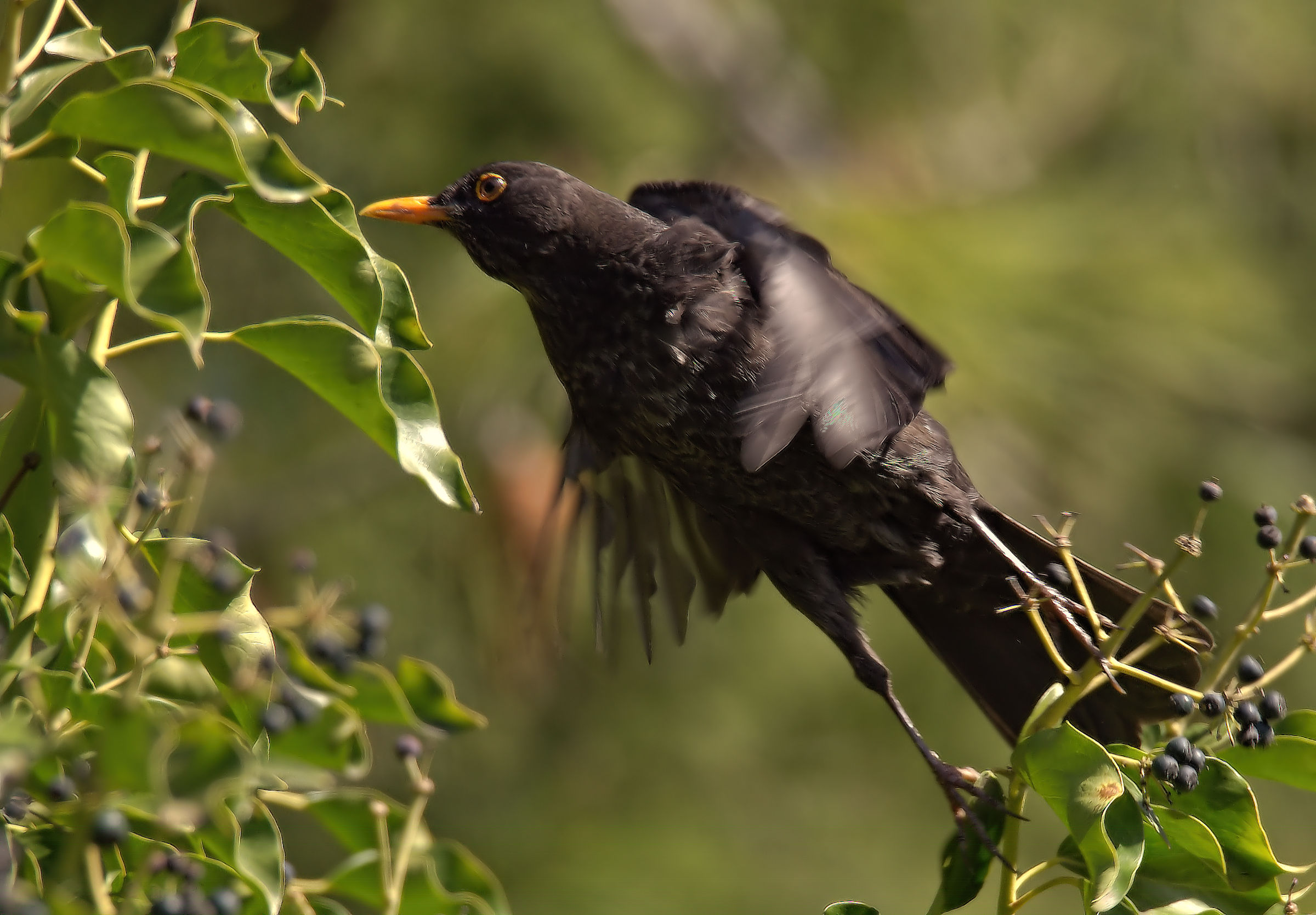 Male Blackbird