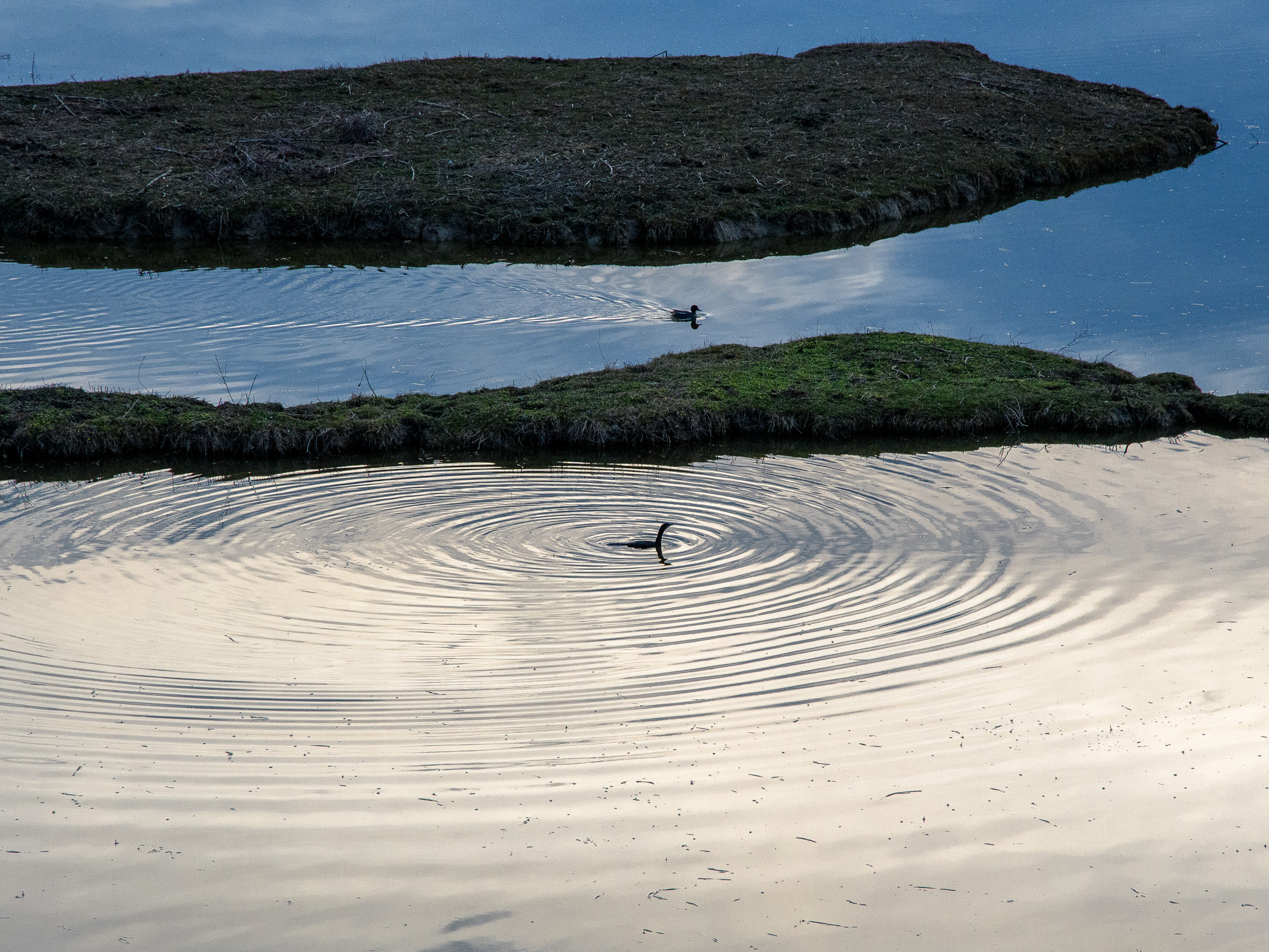 Teal (Anas crecca), Shag (Phalacrocorax aristotelis)