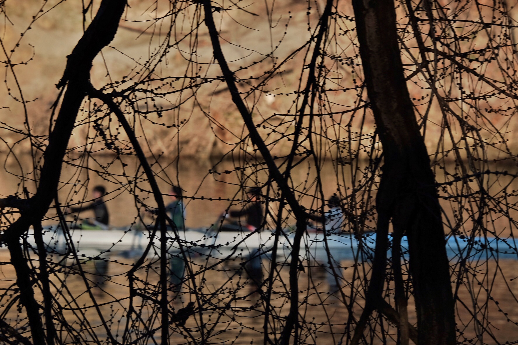 Beyond the branches..