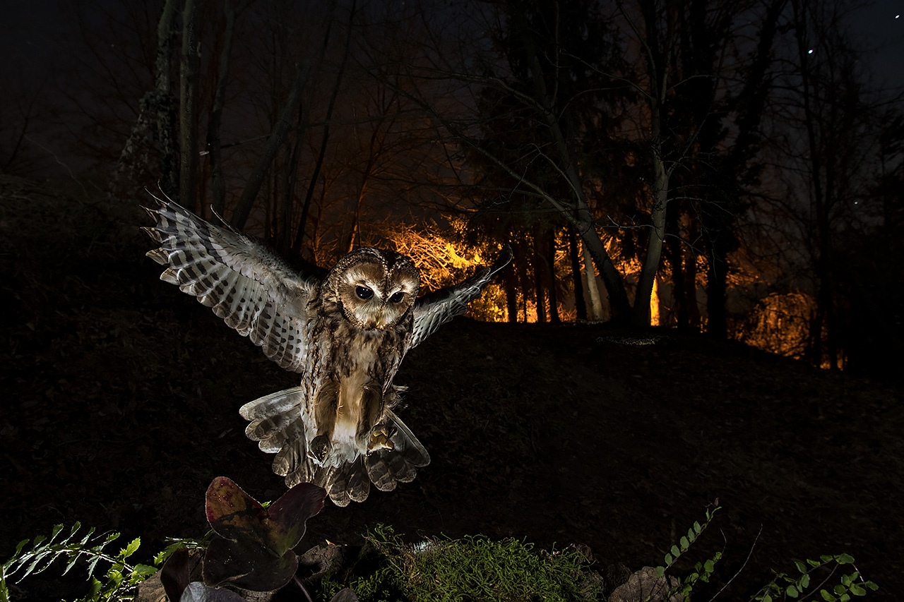 Allocco - Tawny owl