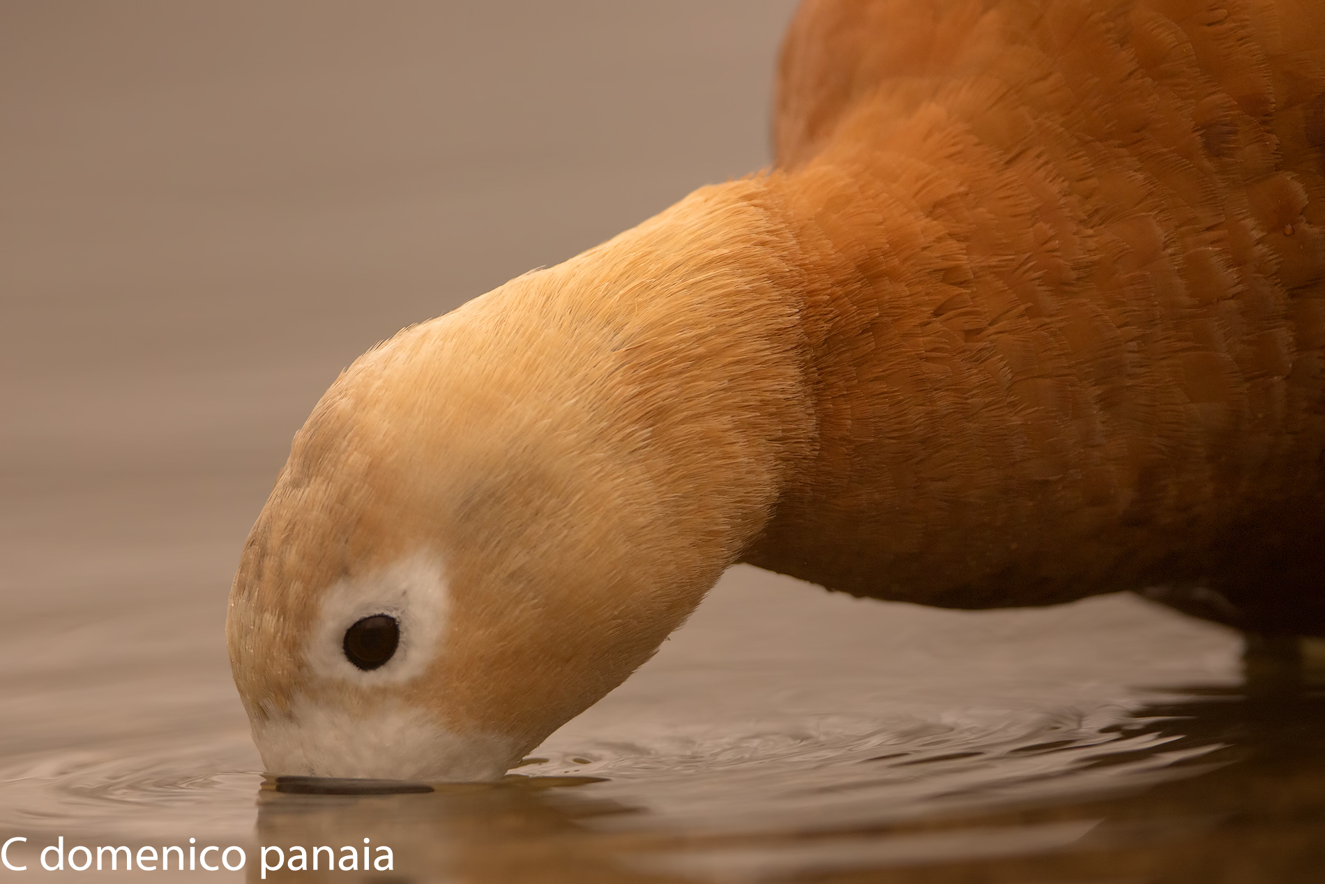 Ruddy Shelduck