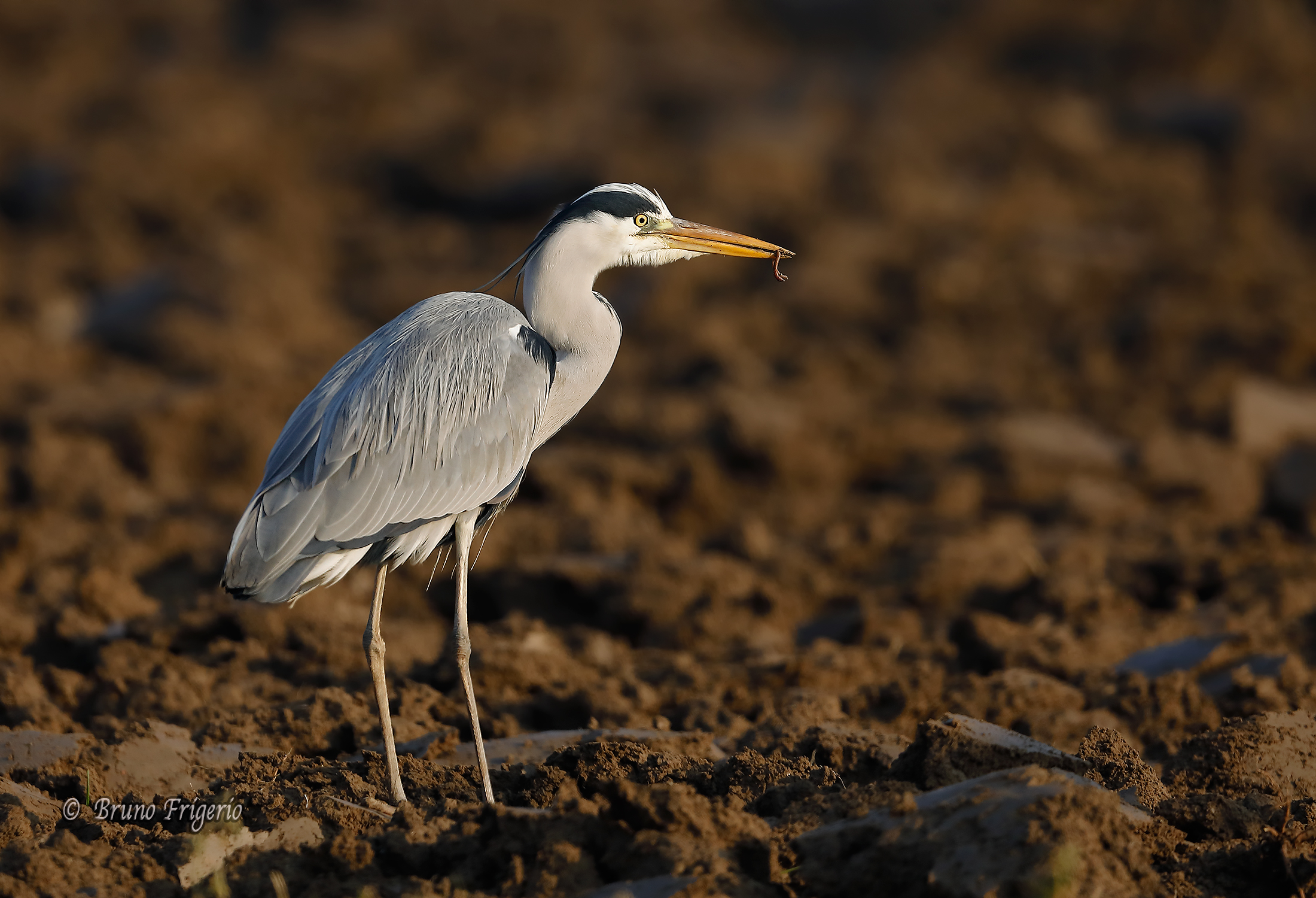 Airone Cenerino si accontenta di qualche verme
