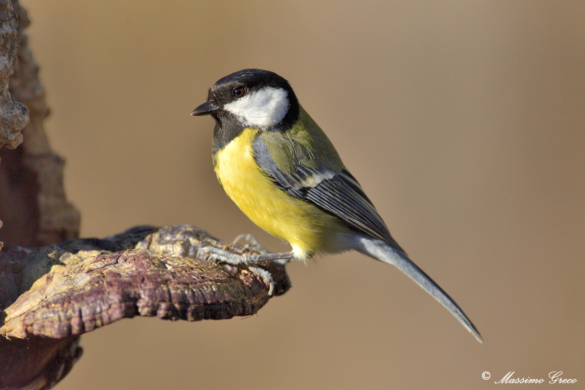Cinciallegra (Parus major)