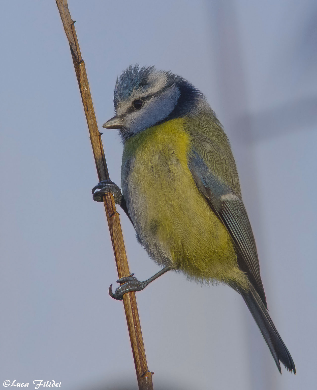 Cinciarella alle prime luci del giorno