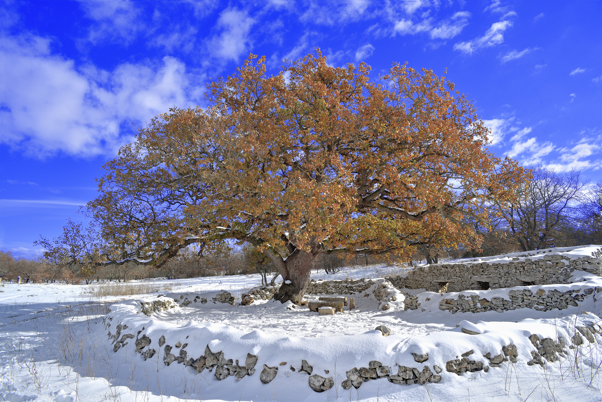 La grande castagnara vista d'insieme