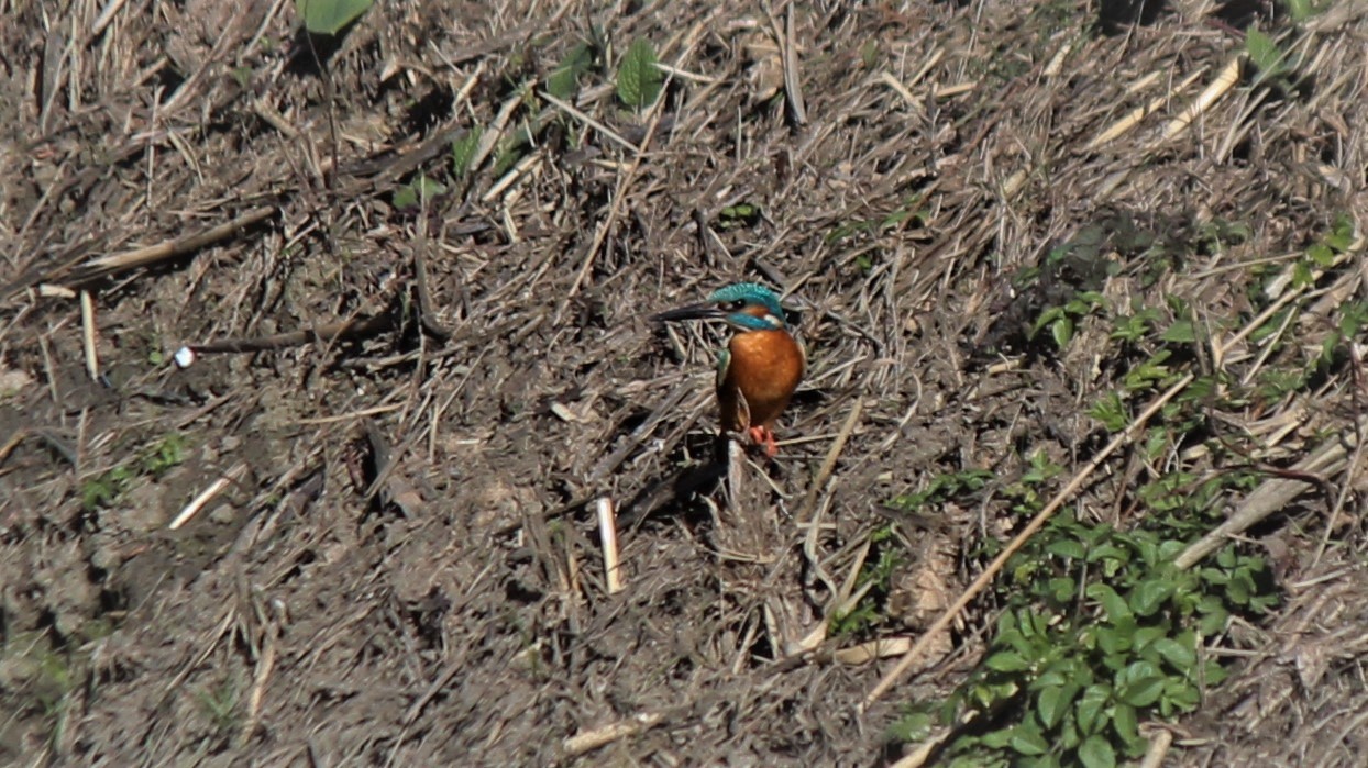 Kingfisher