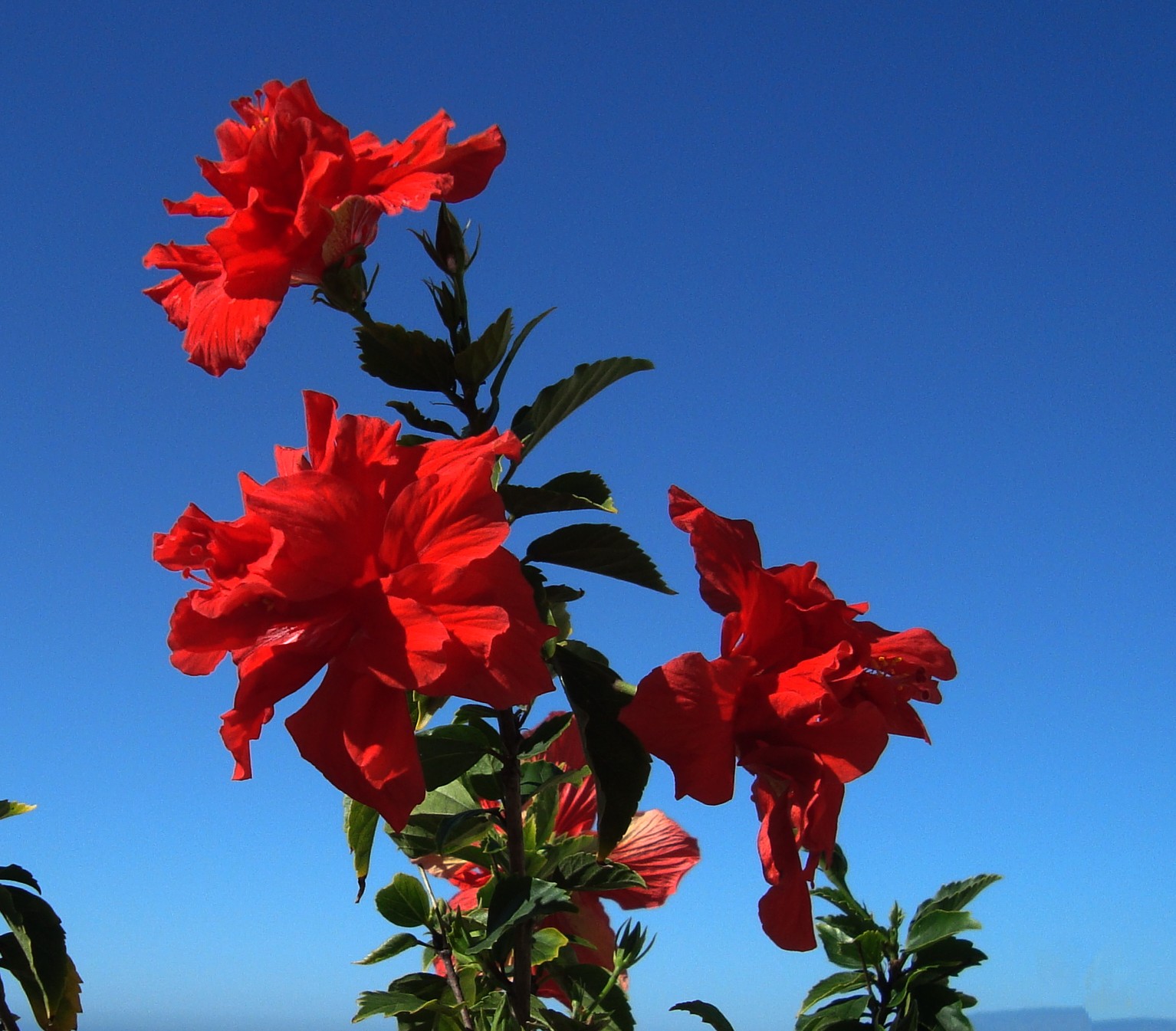 il colore della passsione
