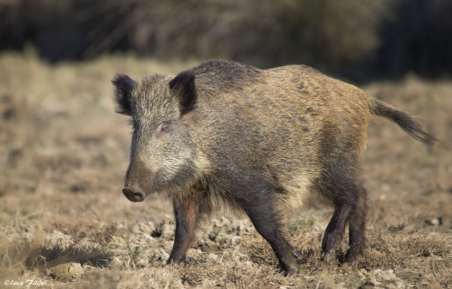 Boar