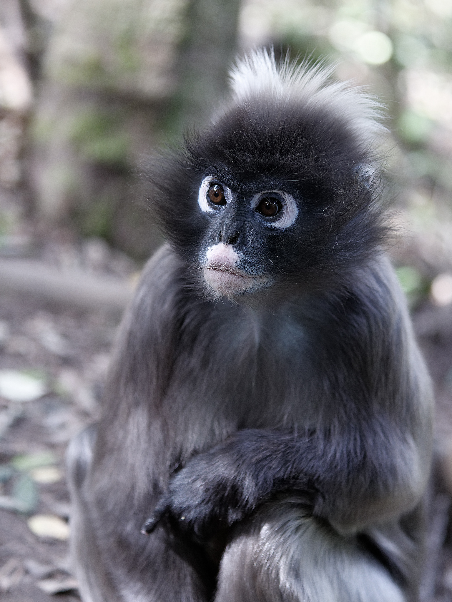 Spectacled Langur