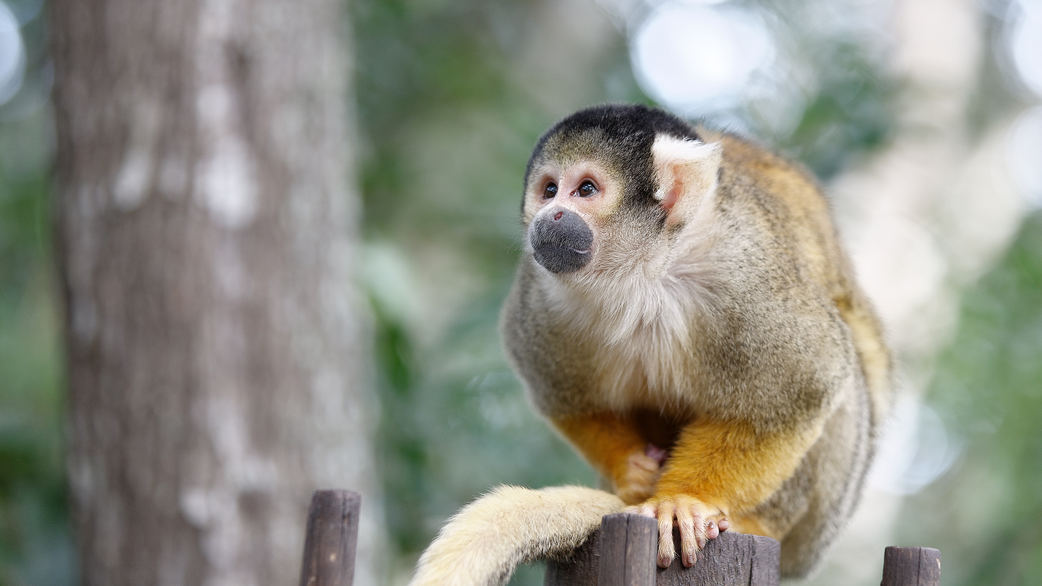 Squirrel Monkey