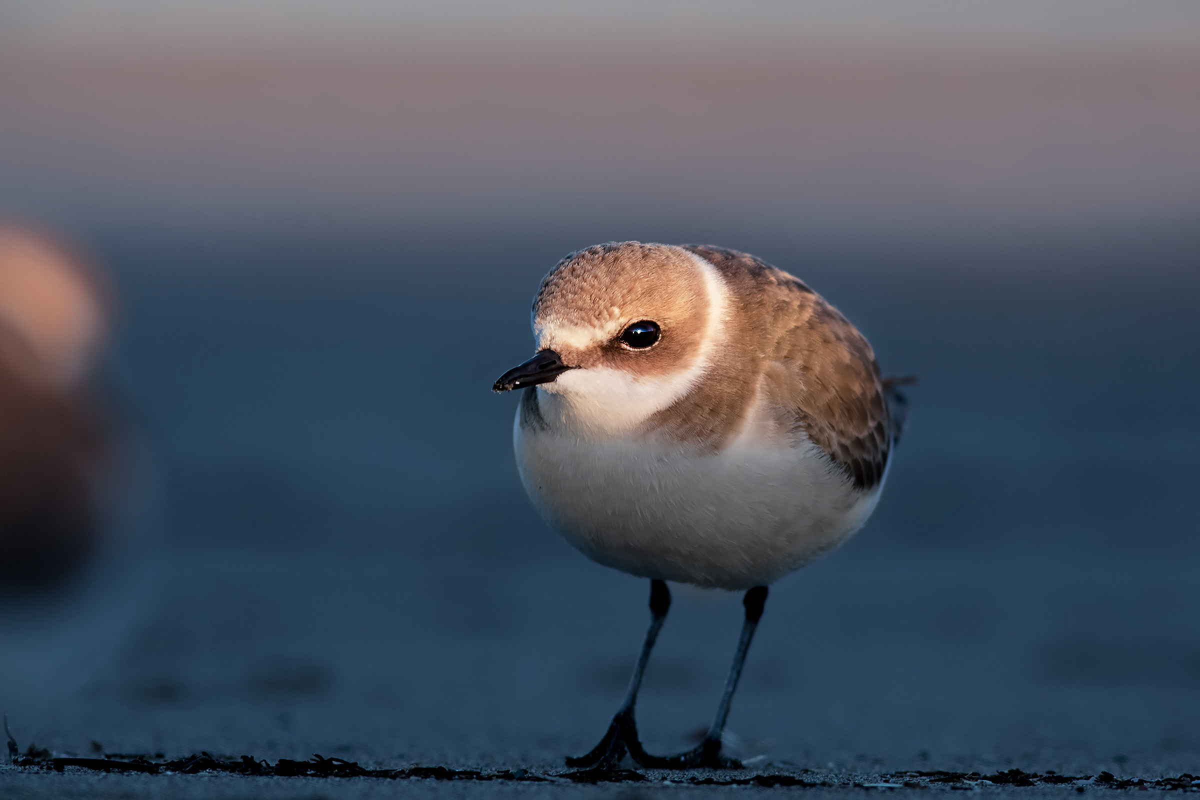 Quando il sole bacia la fronte dei belli ( Fratino )