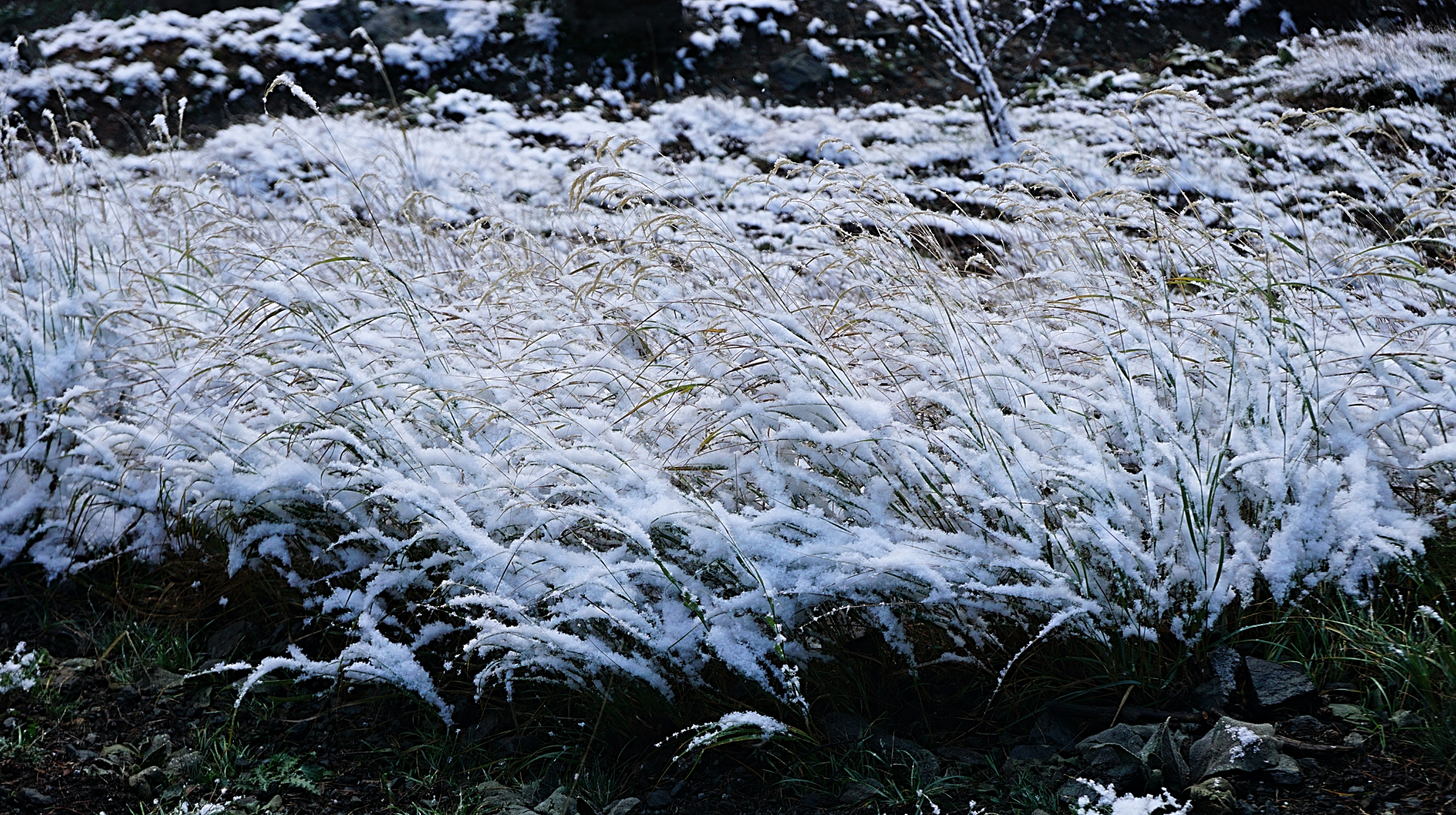 Effects of Frost