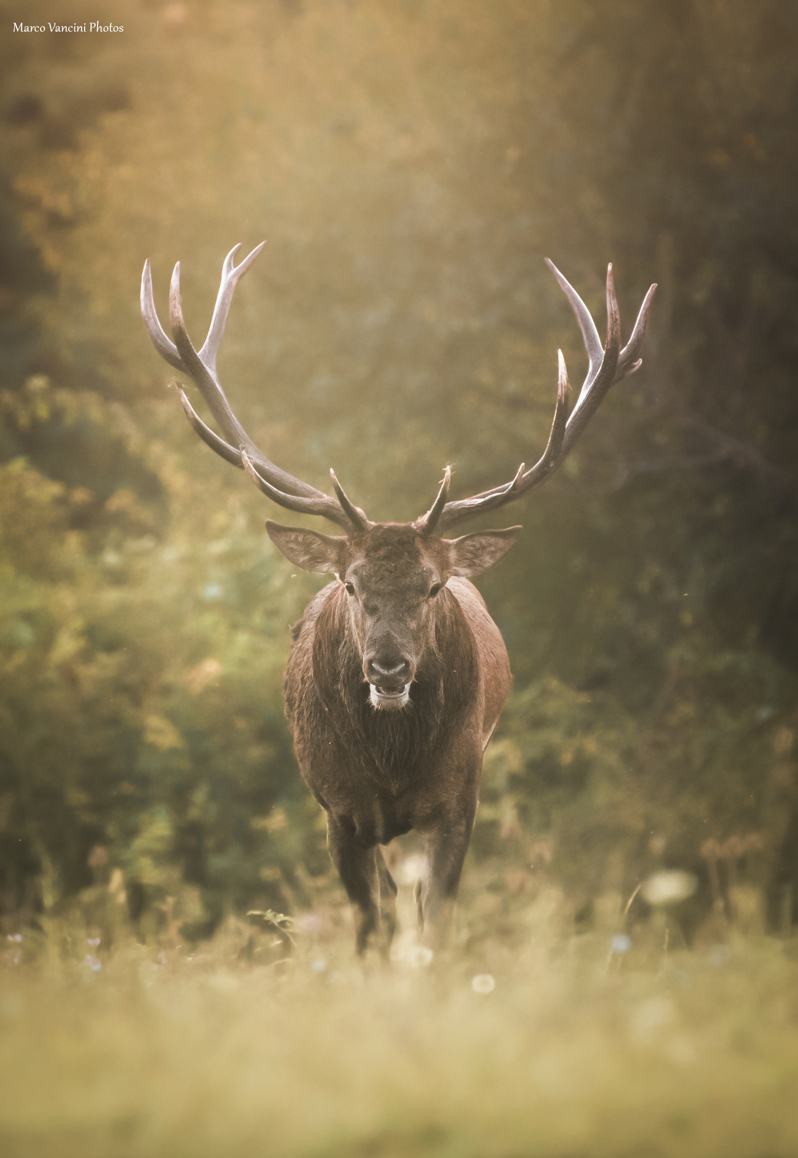 The deer in the woods