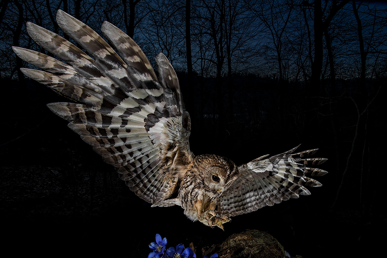 Allocco - Tawny owl