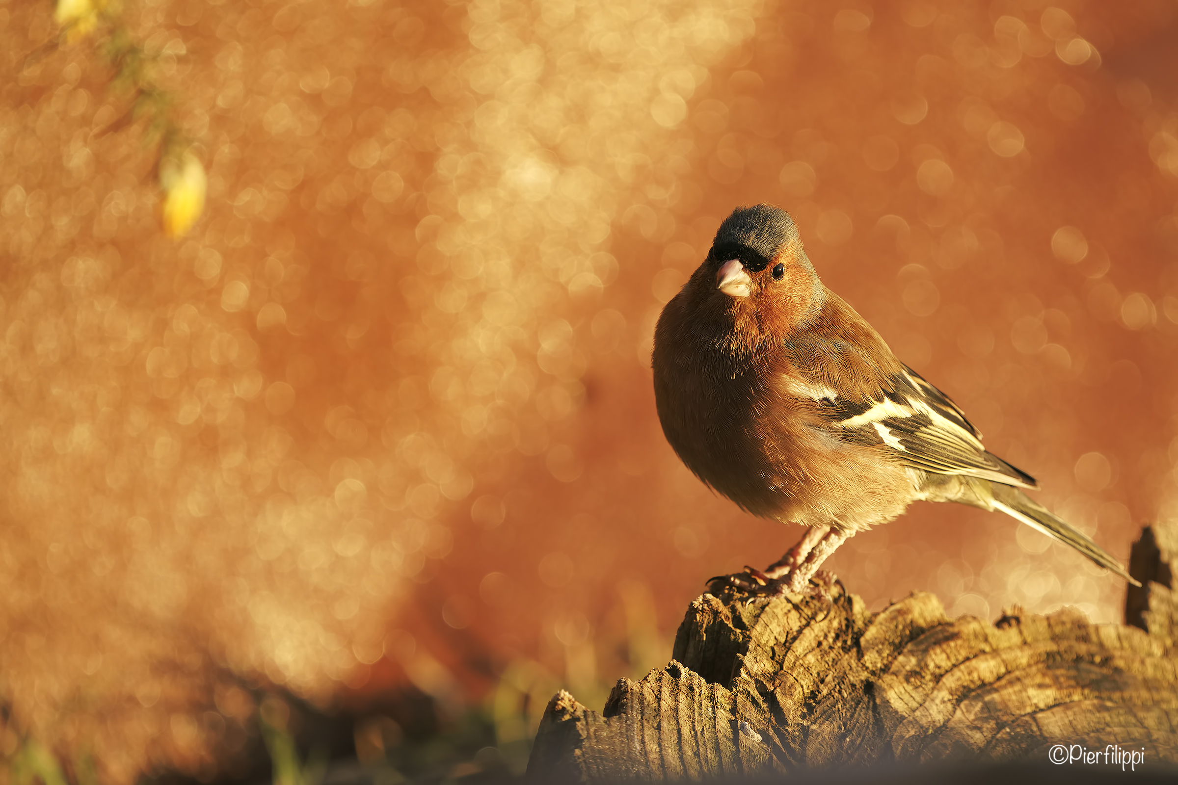 Red in the evening..