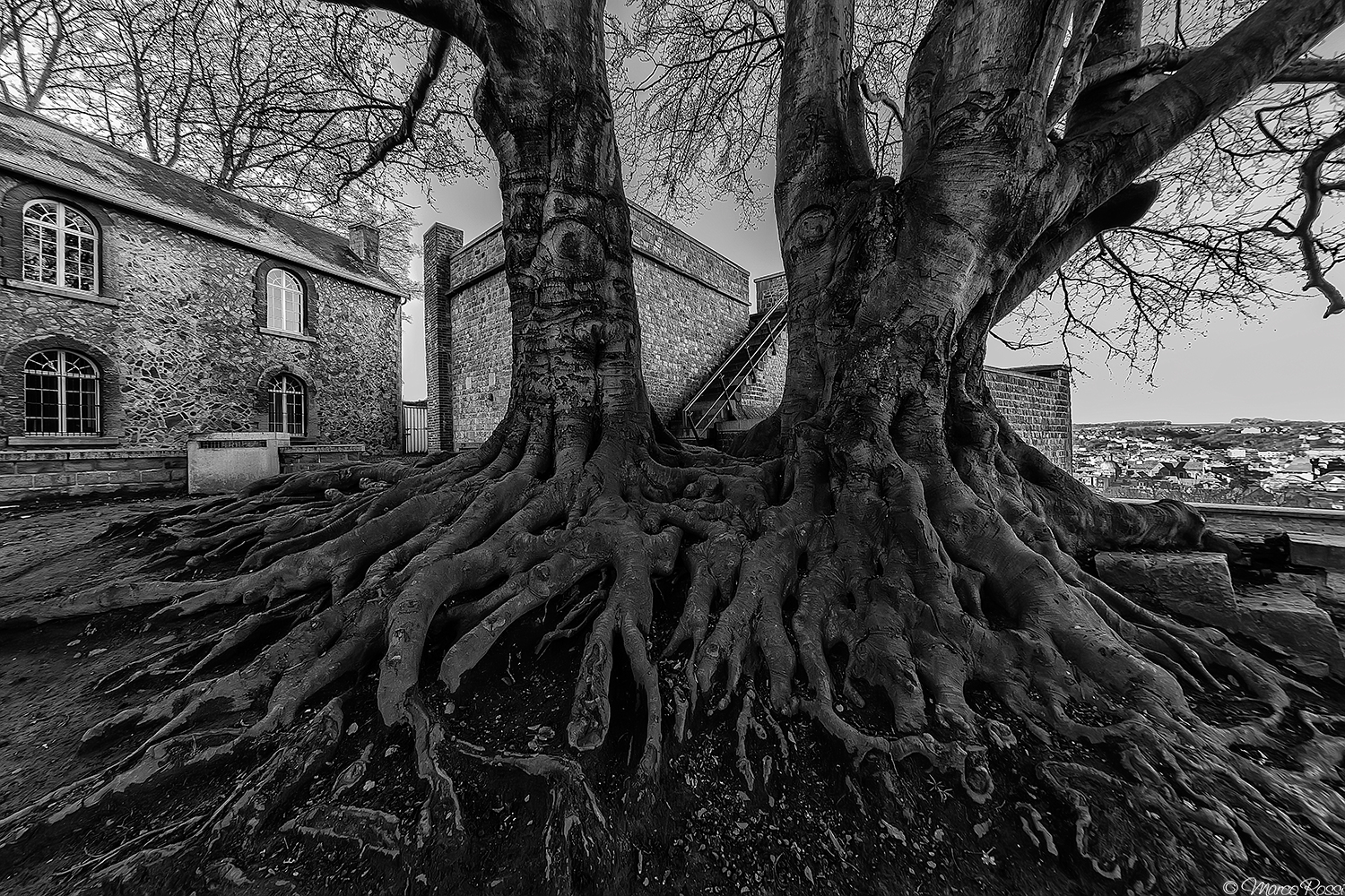 The future has solid roots