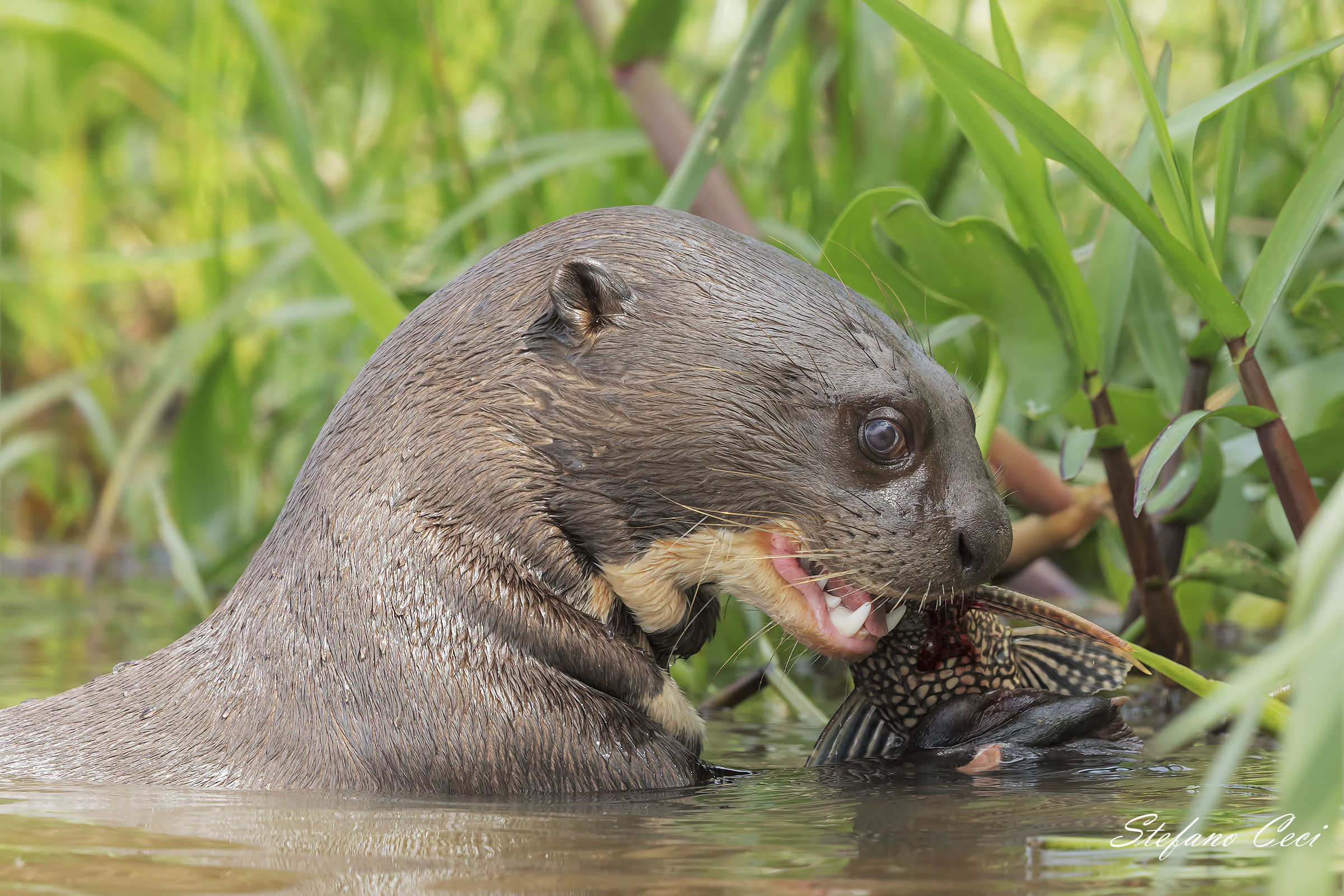 Giant Otter