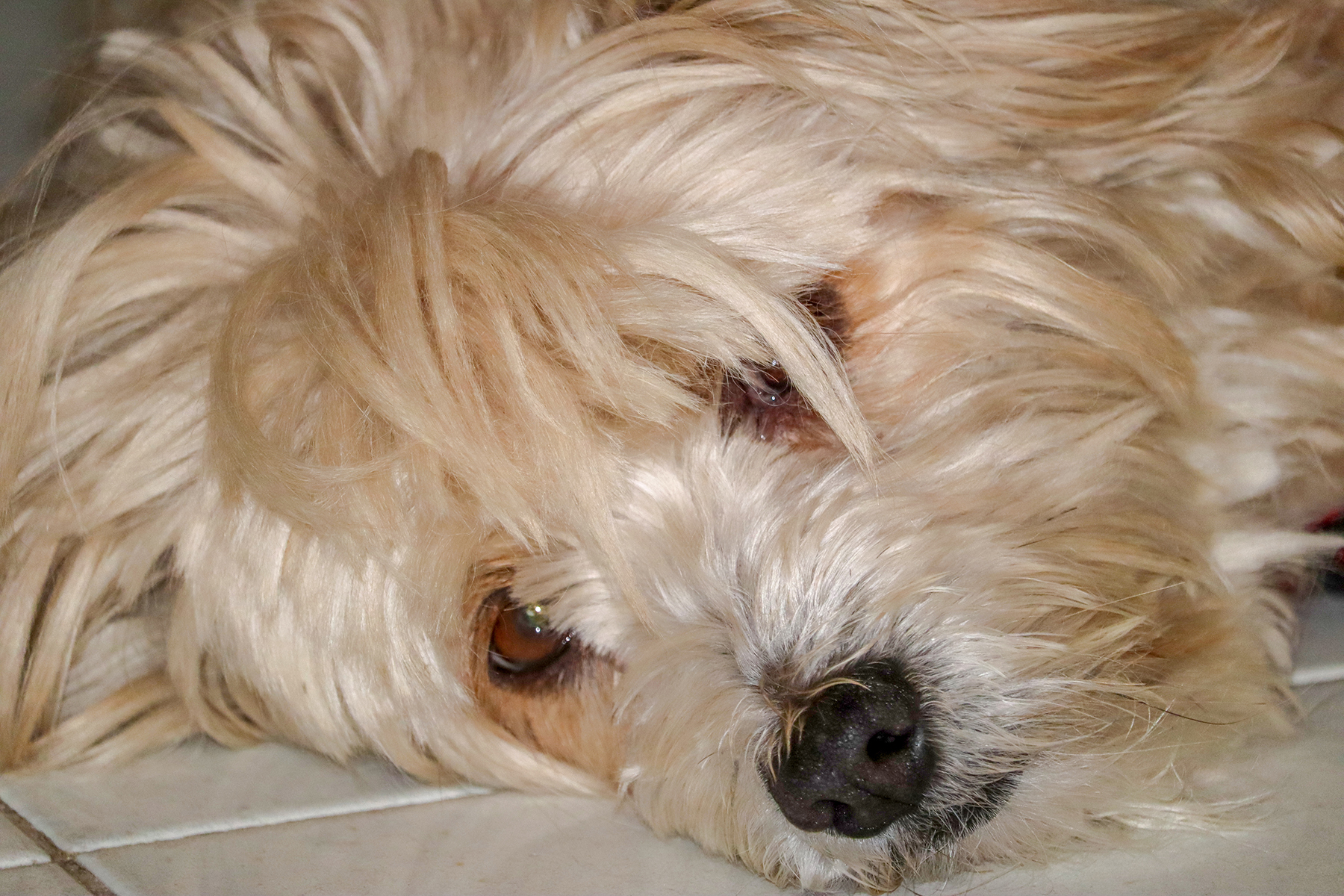 Aika: La sua dolcezza è disarmante