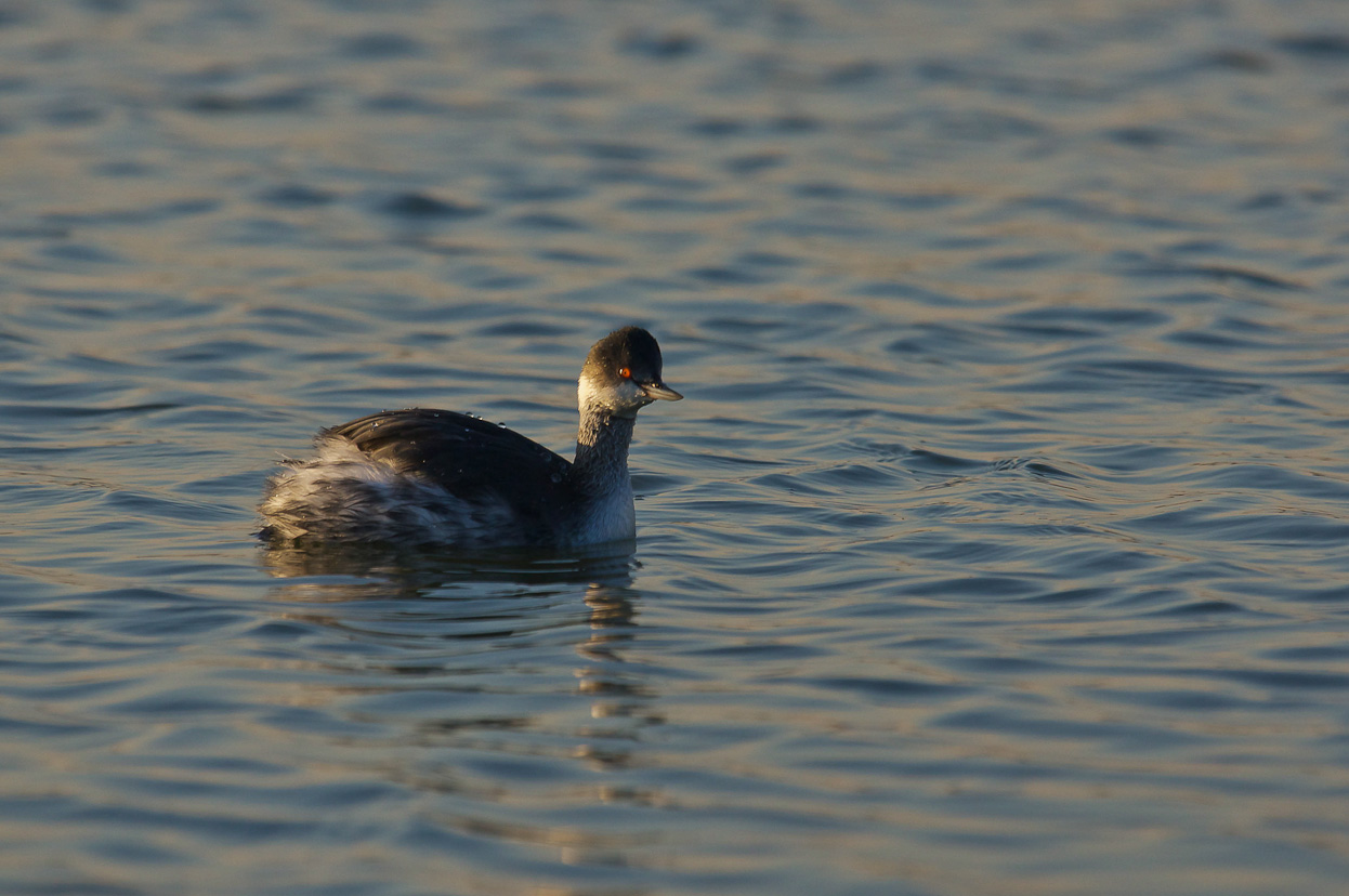 Black-necked Grebe