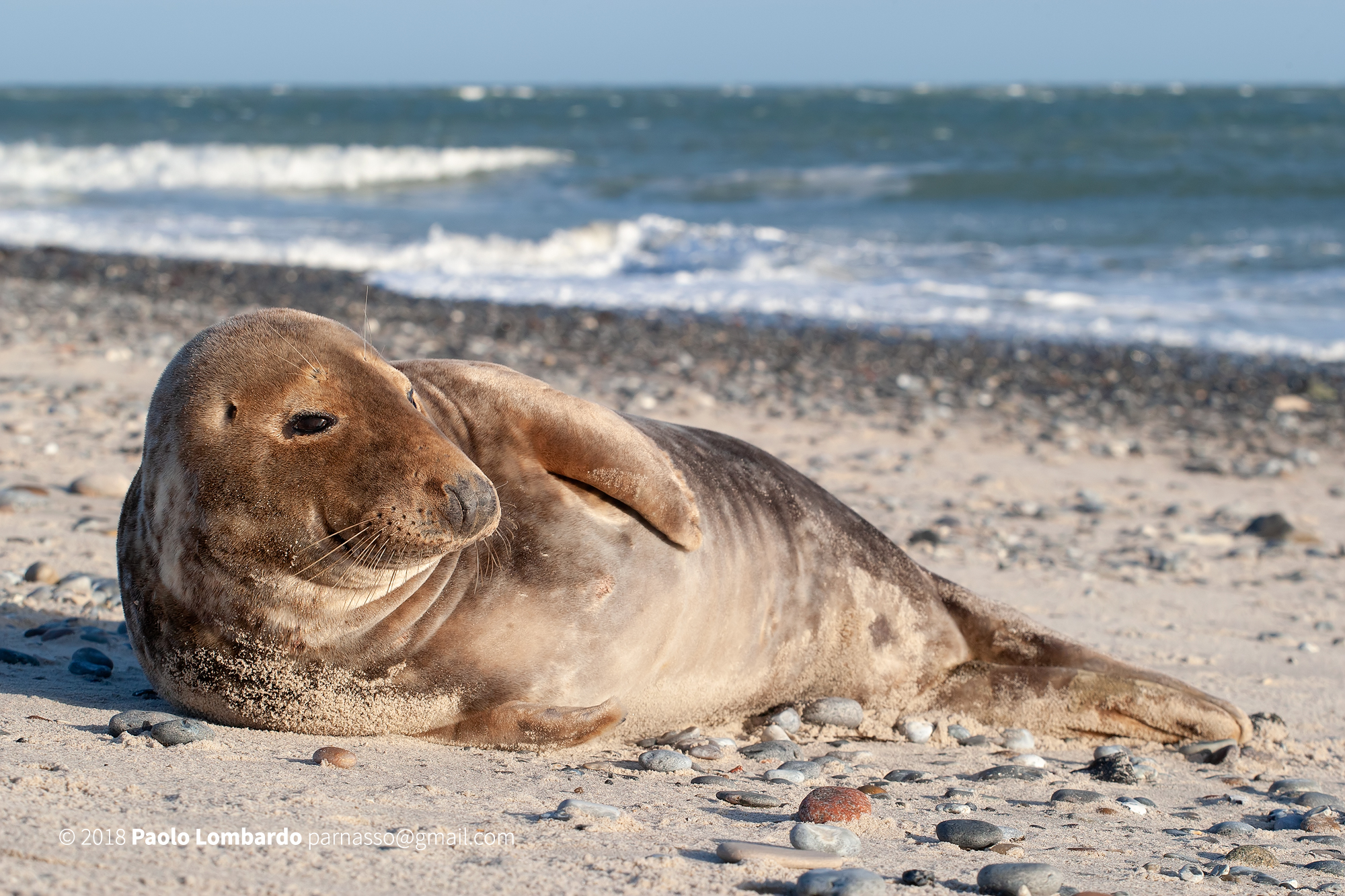 Halichoerus grypus - Grey seal - Foca grigia