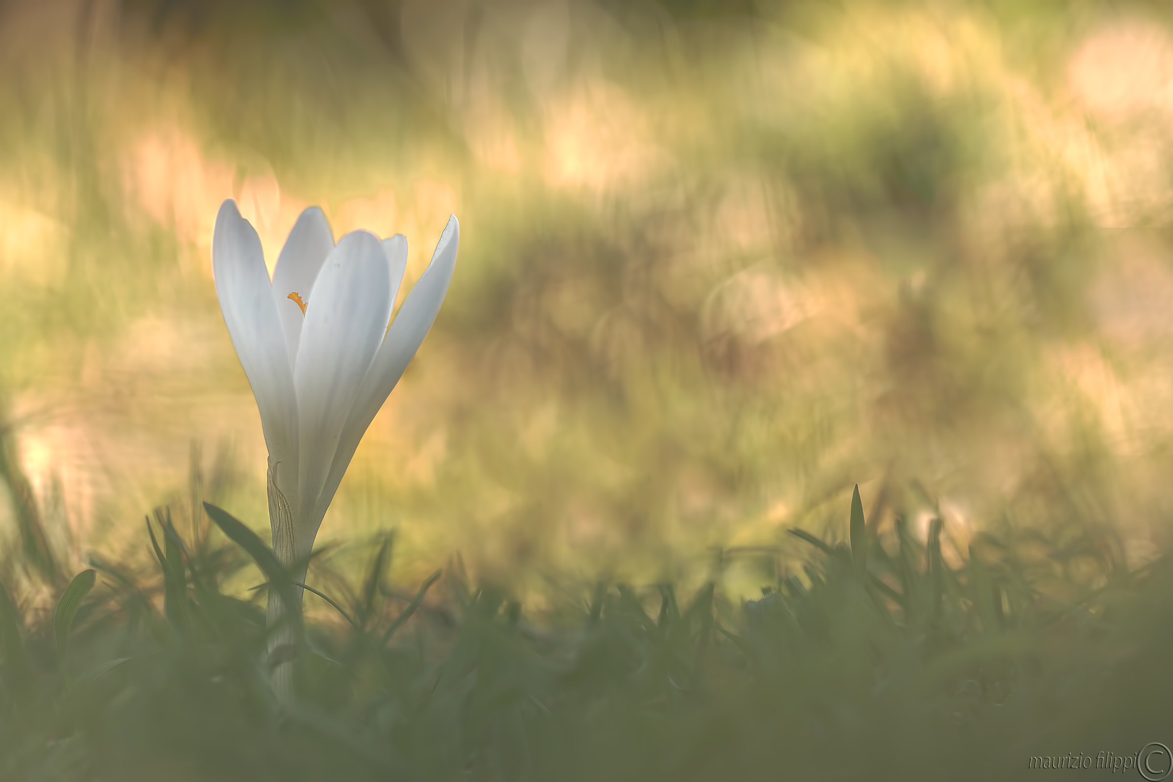 White Crocus