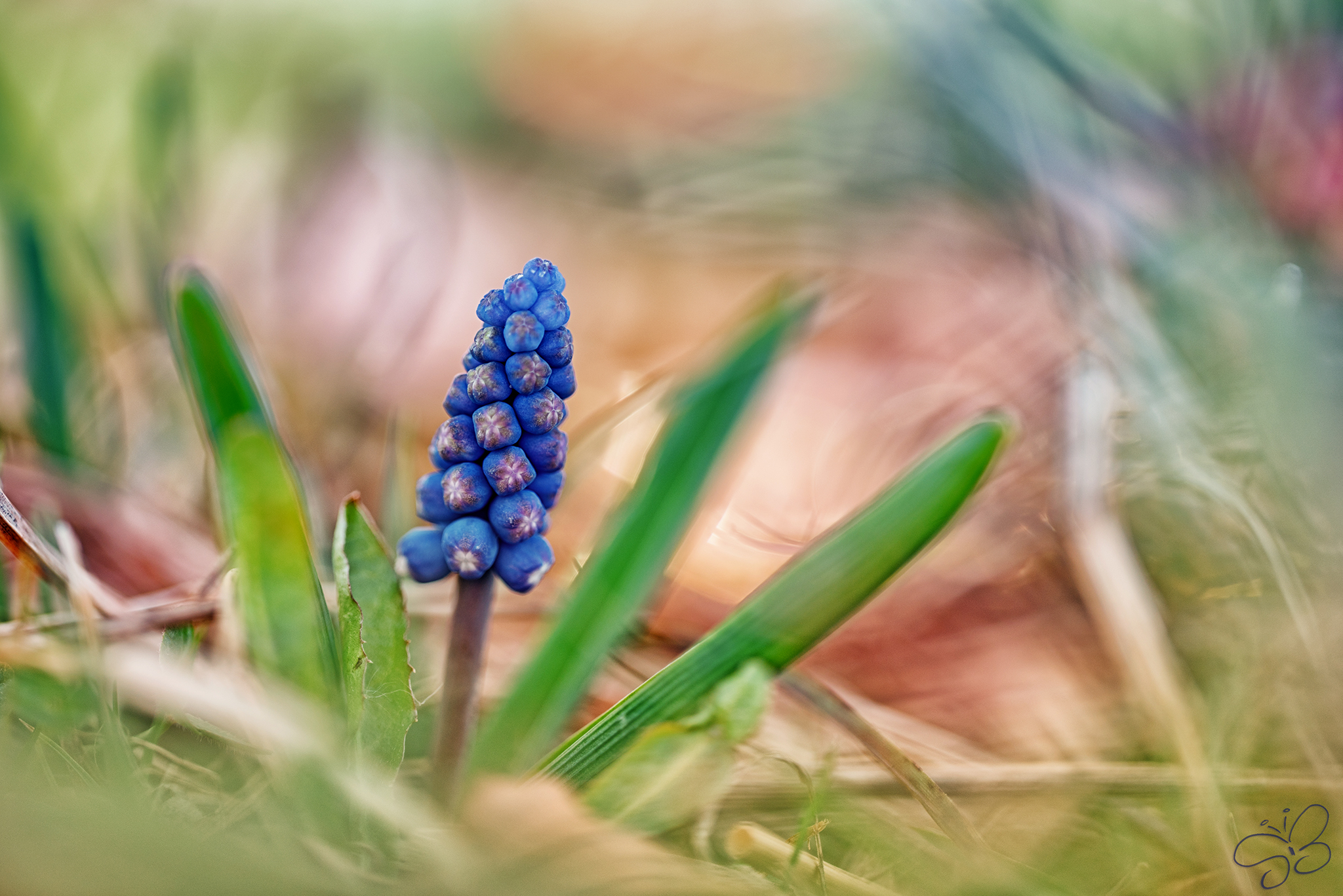 Muscari