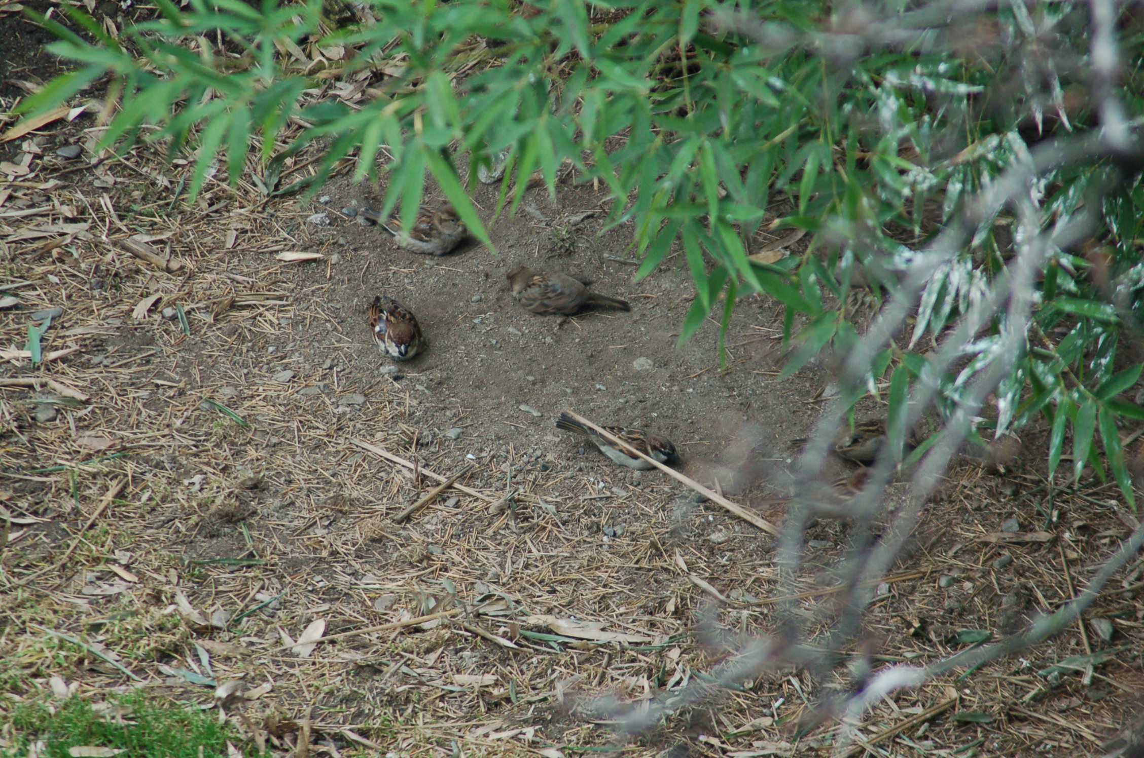 Passera d'italia (Passer italiae)