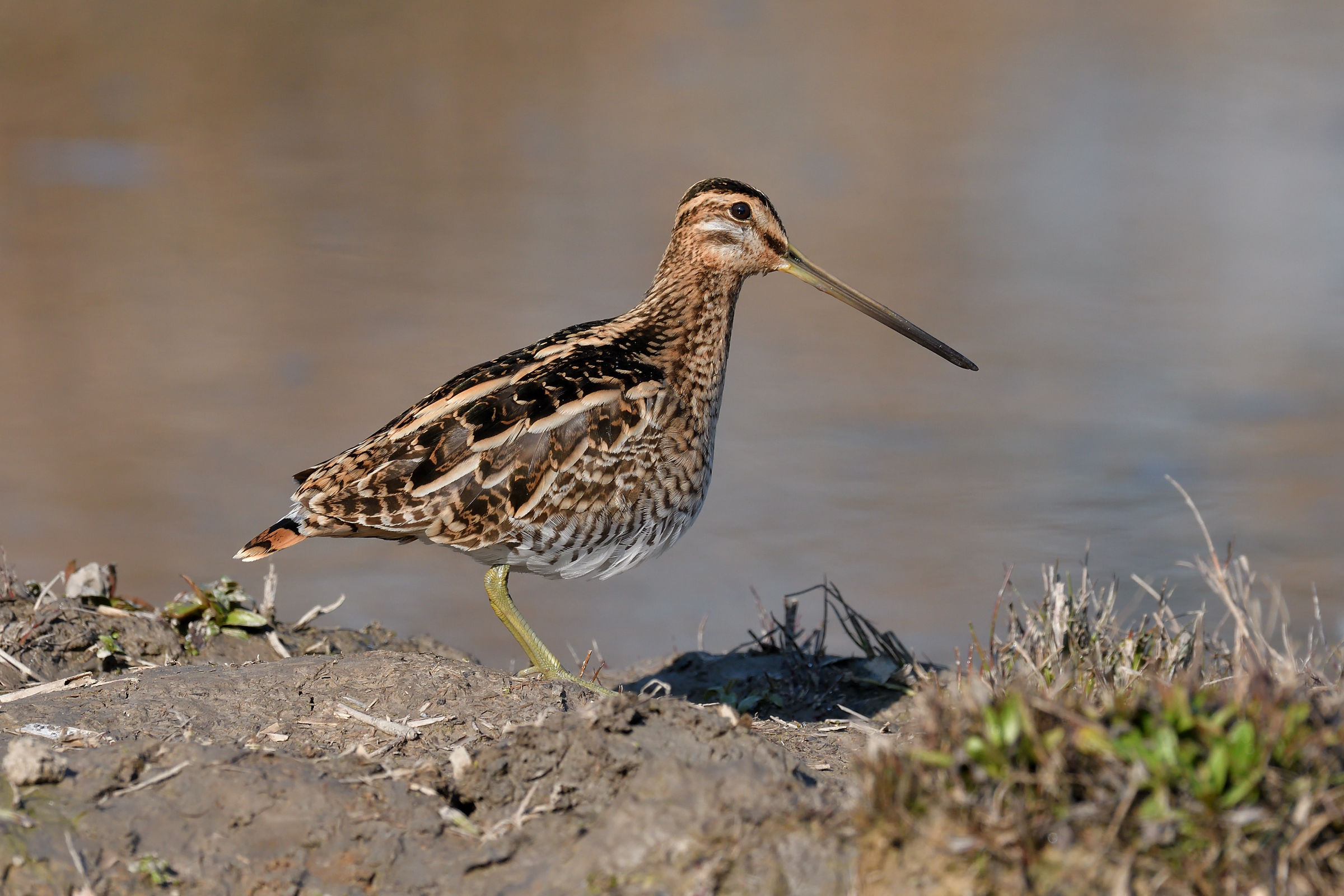 Snipe