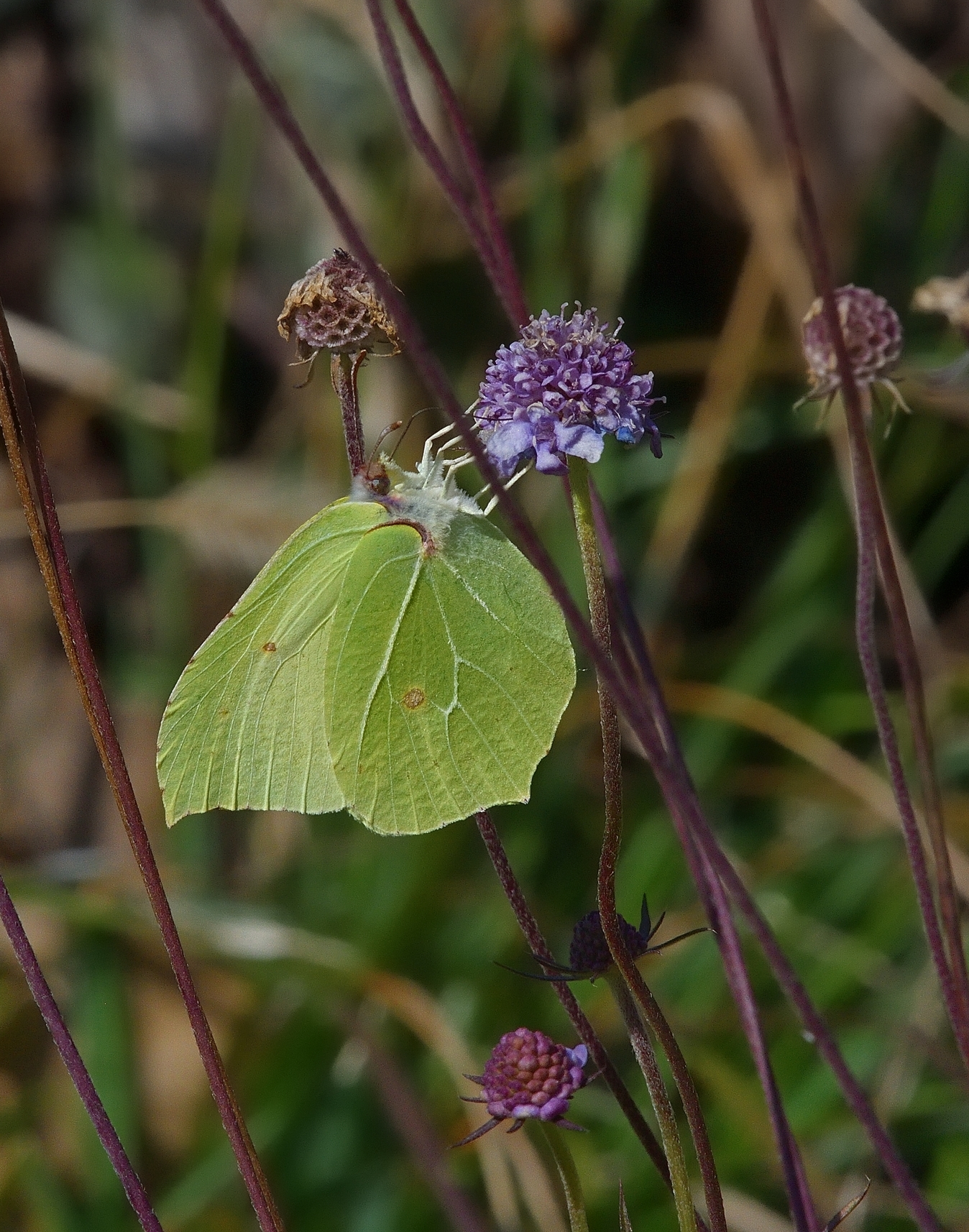 primizia stagionale...