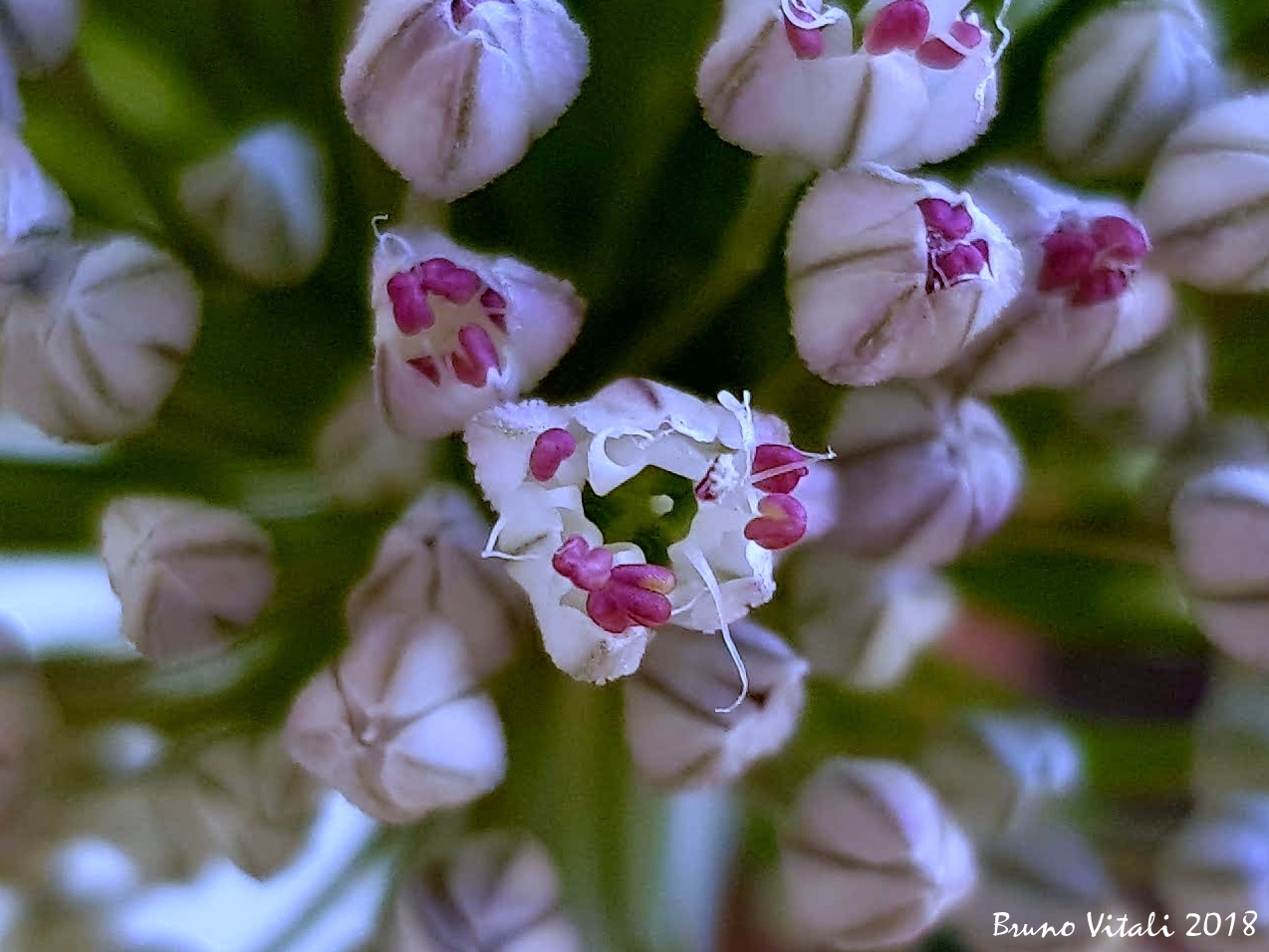 Flower of garlic