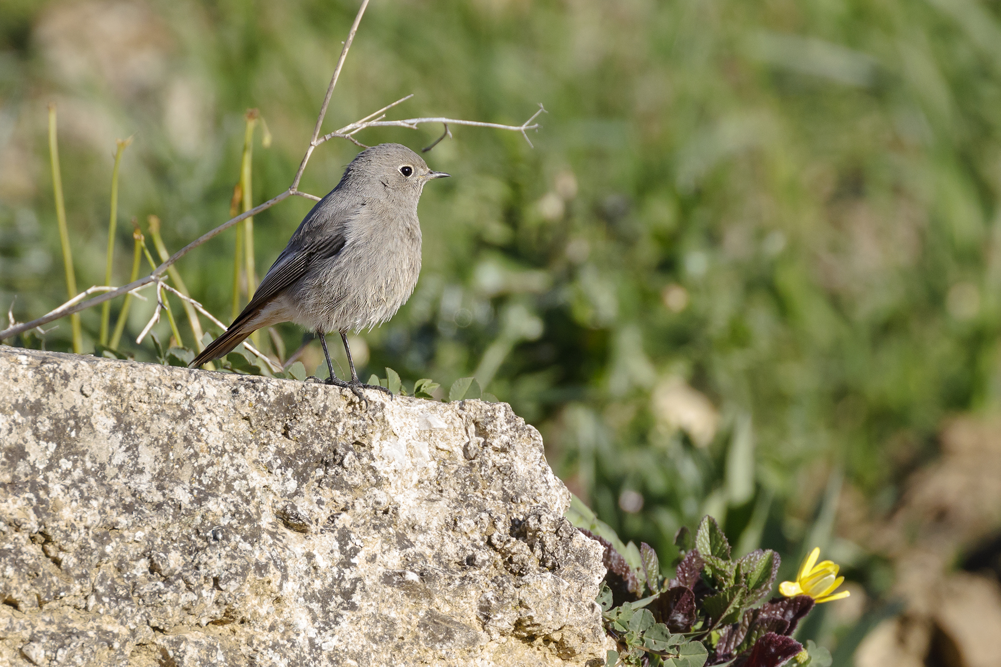 Black Redstart.