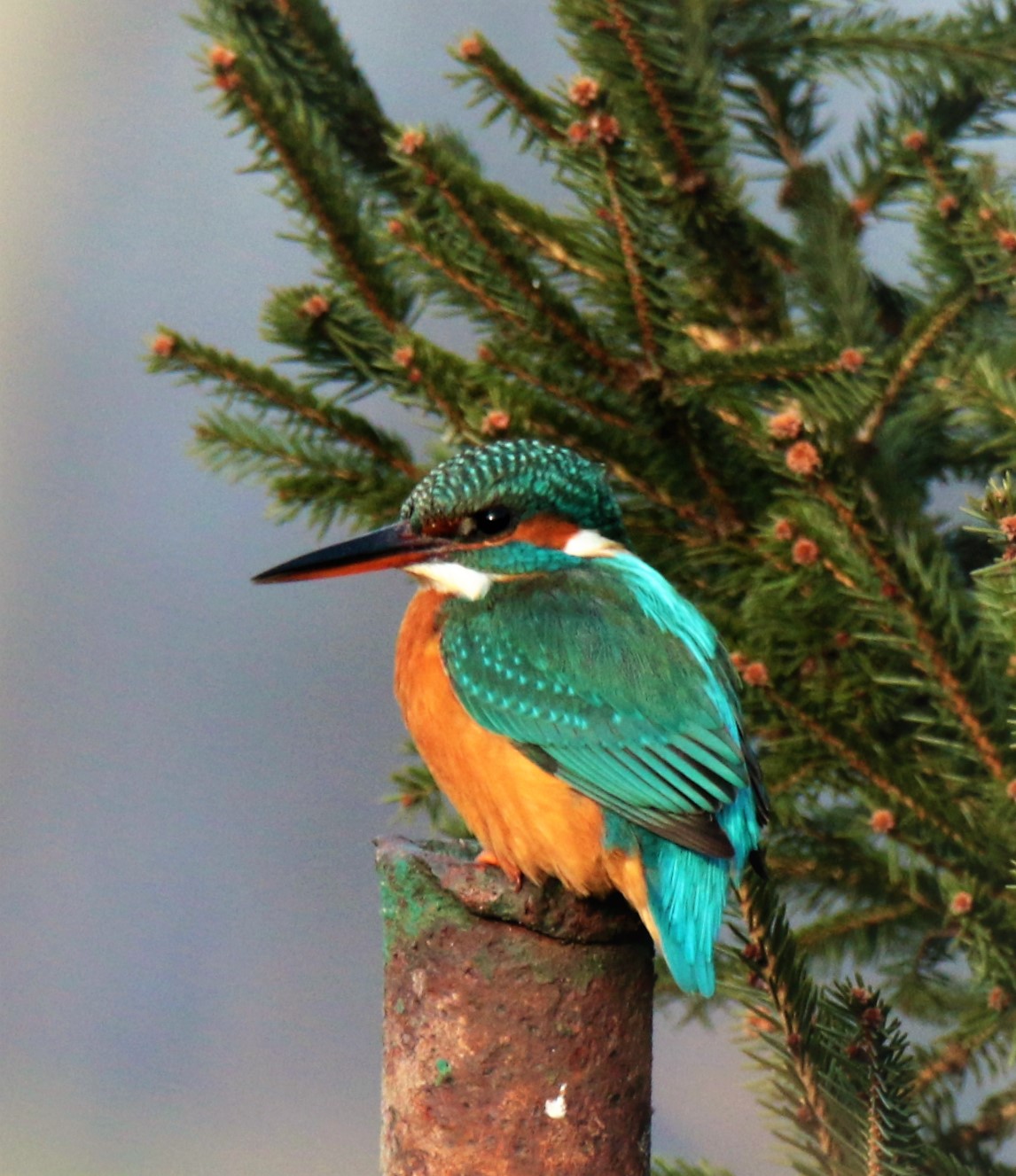 IL Mio primo Martino