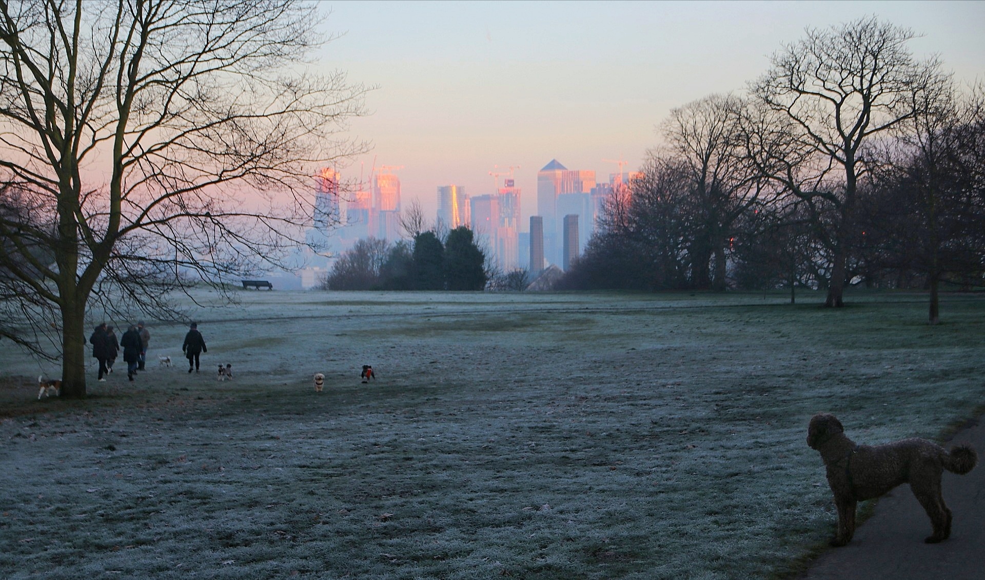 The dog is the skyline