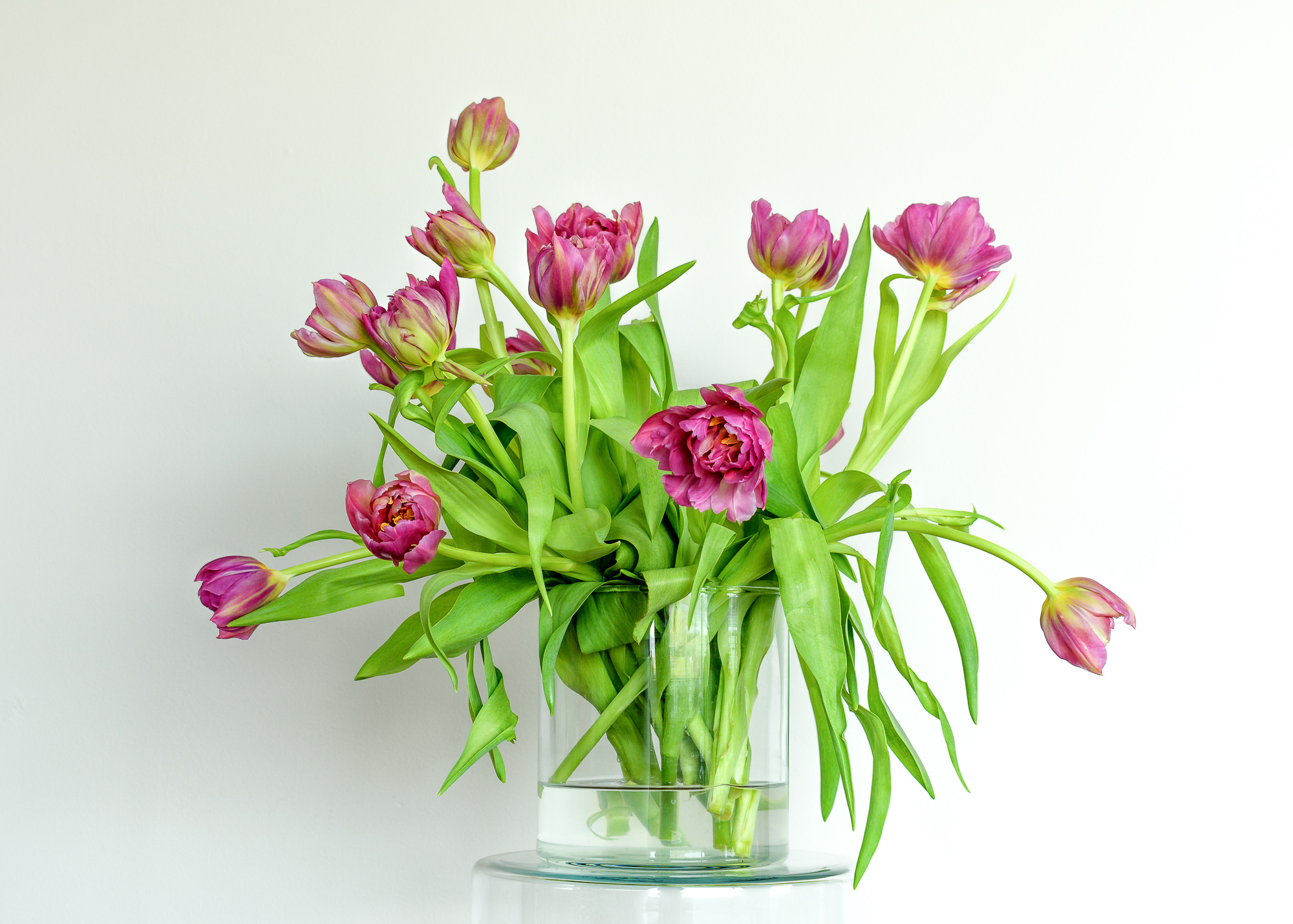 Tulips - The Day After