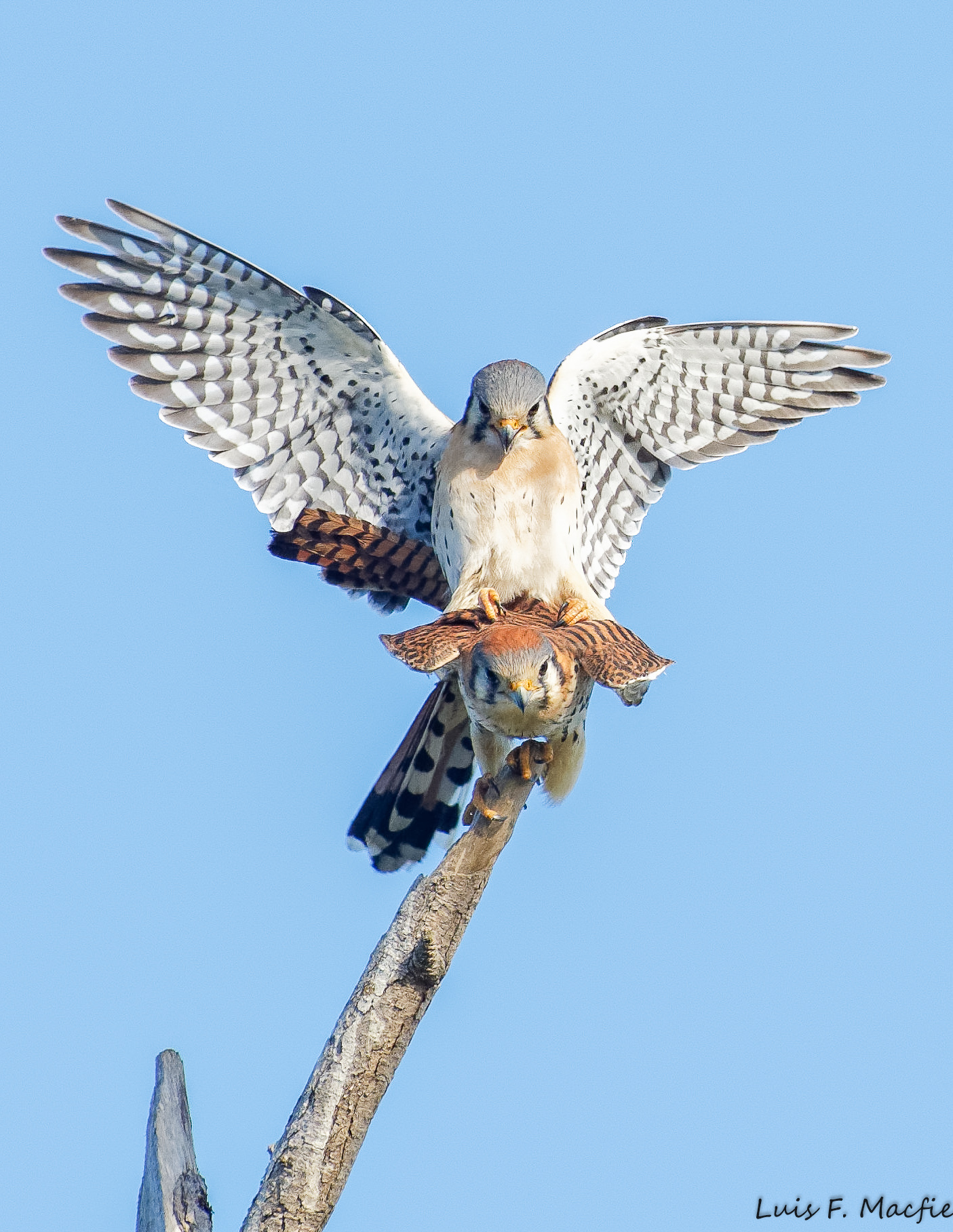 American Kestrel/ Falco sparverius caribaearum