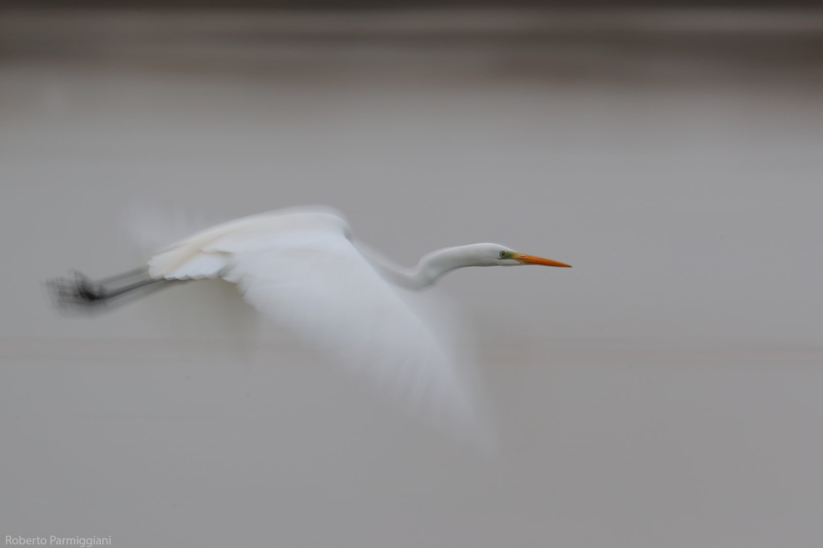 The Ghost of the Swamp