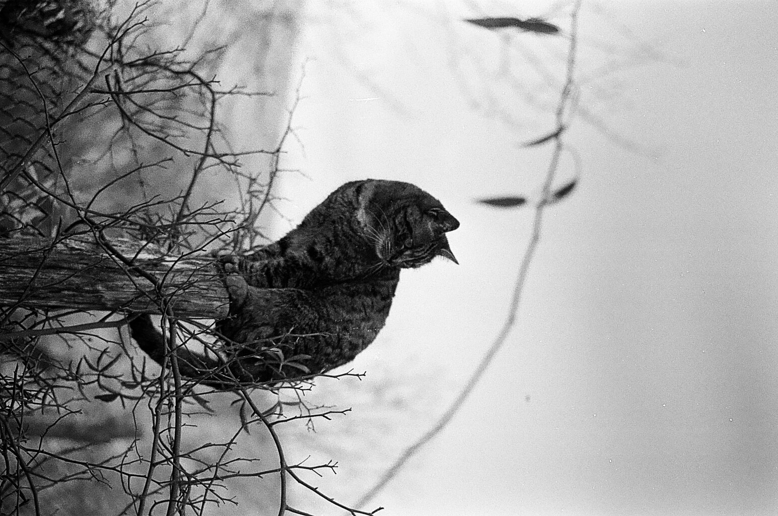 cappucina acrobatica