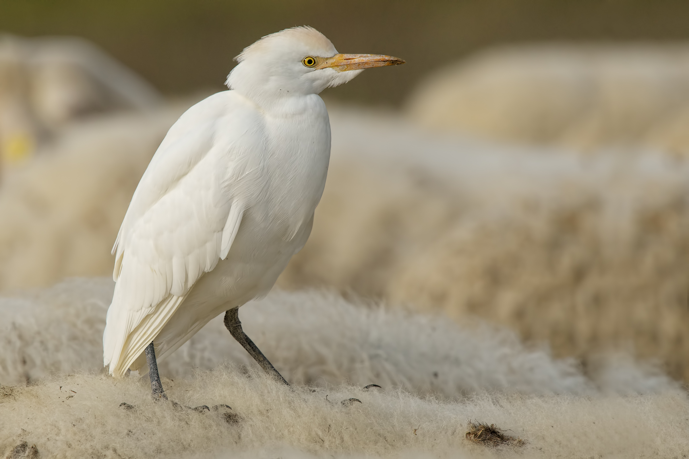 Cattle Egret (Bubulcus ibis)