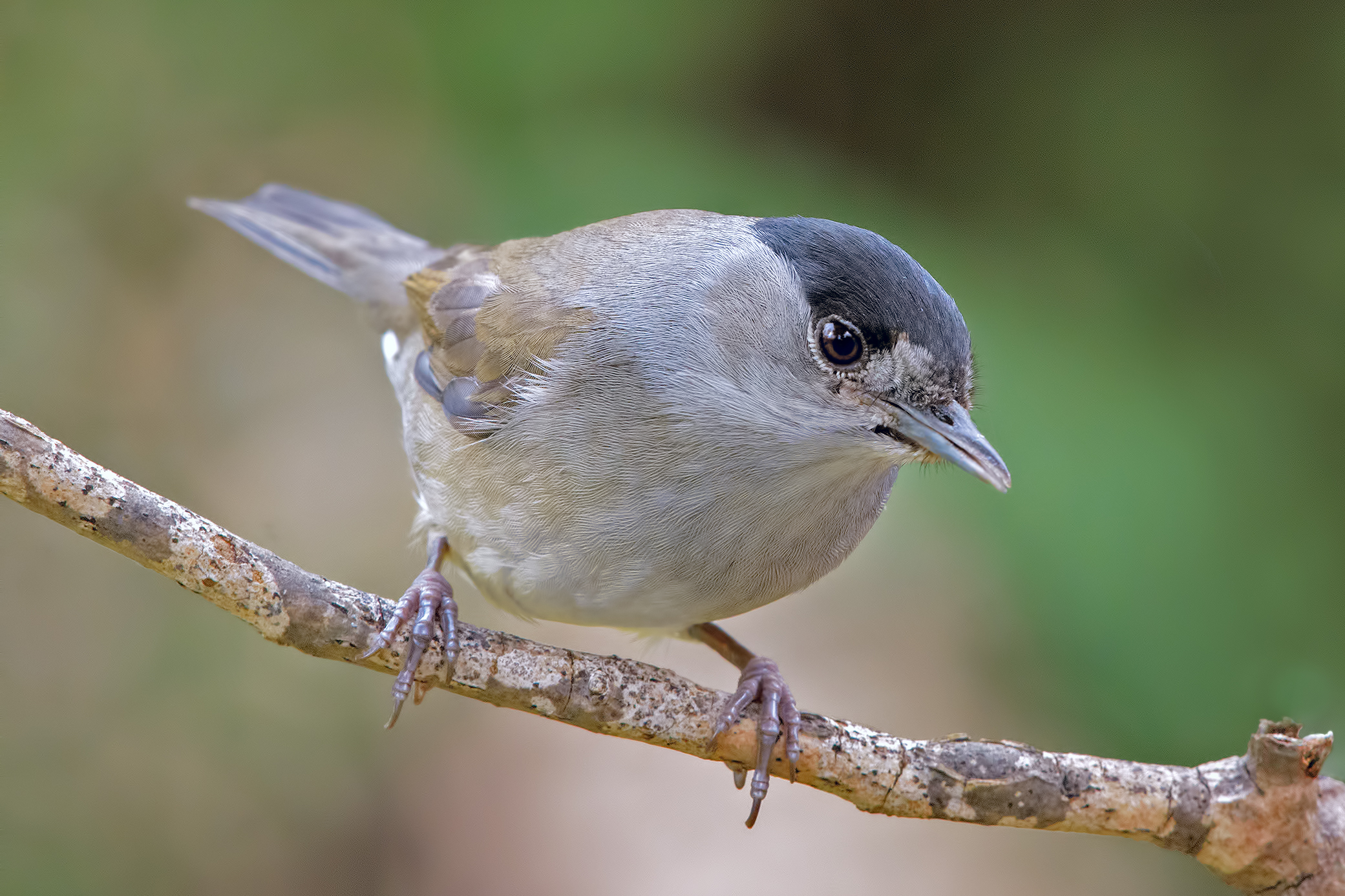 Blackcap