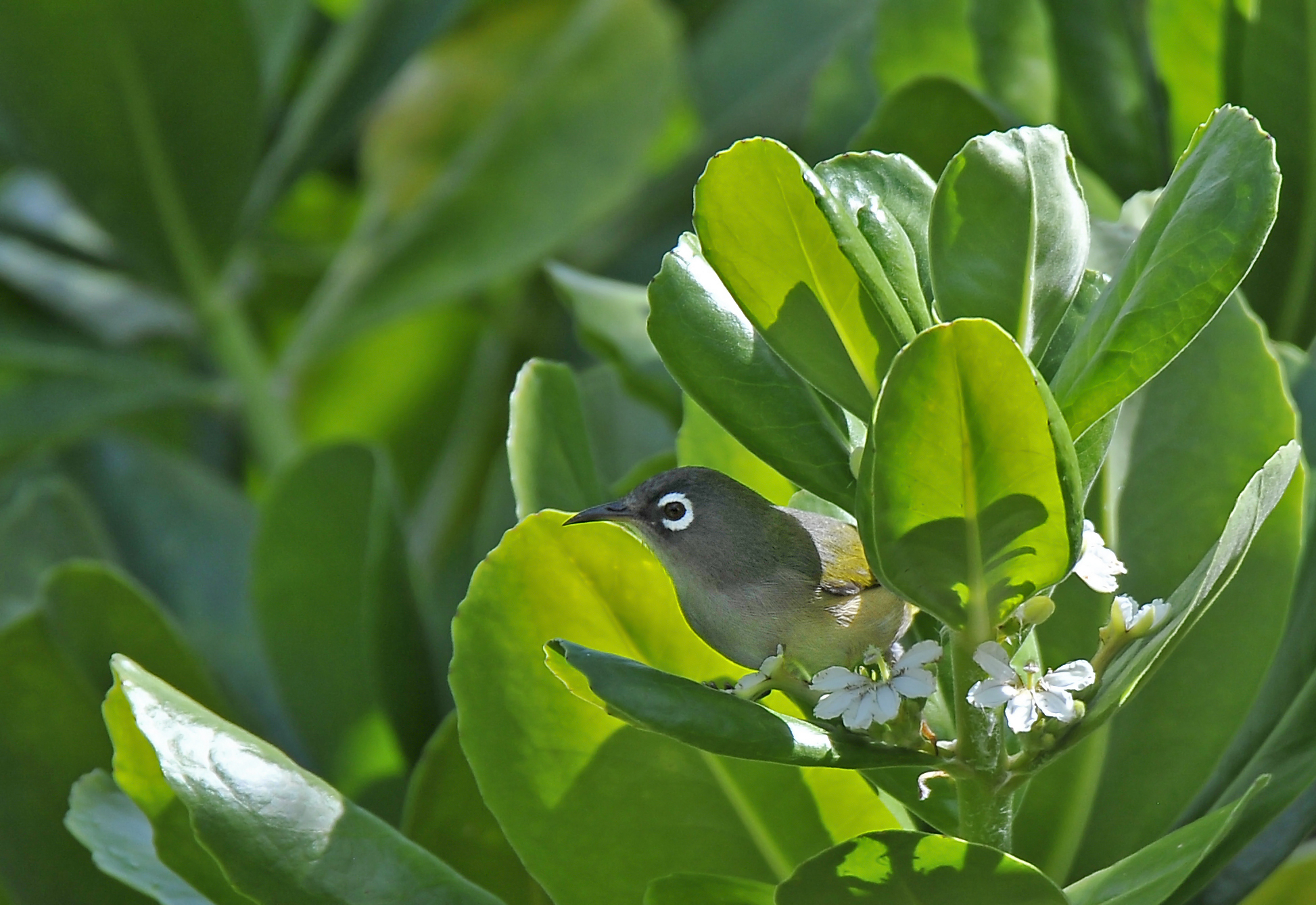Mauritius Olive White-Eye