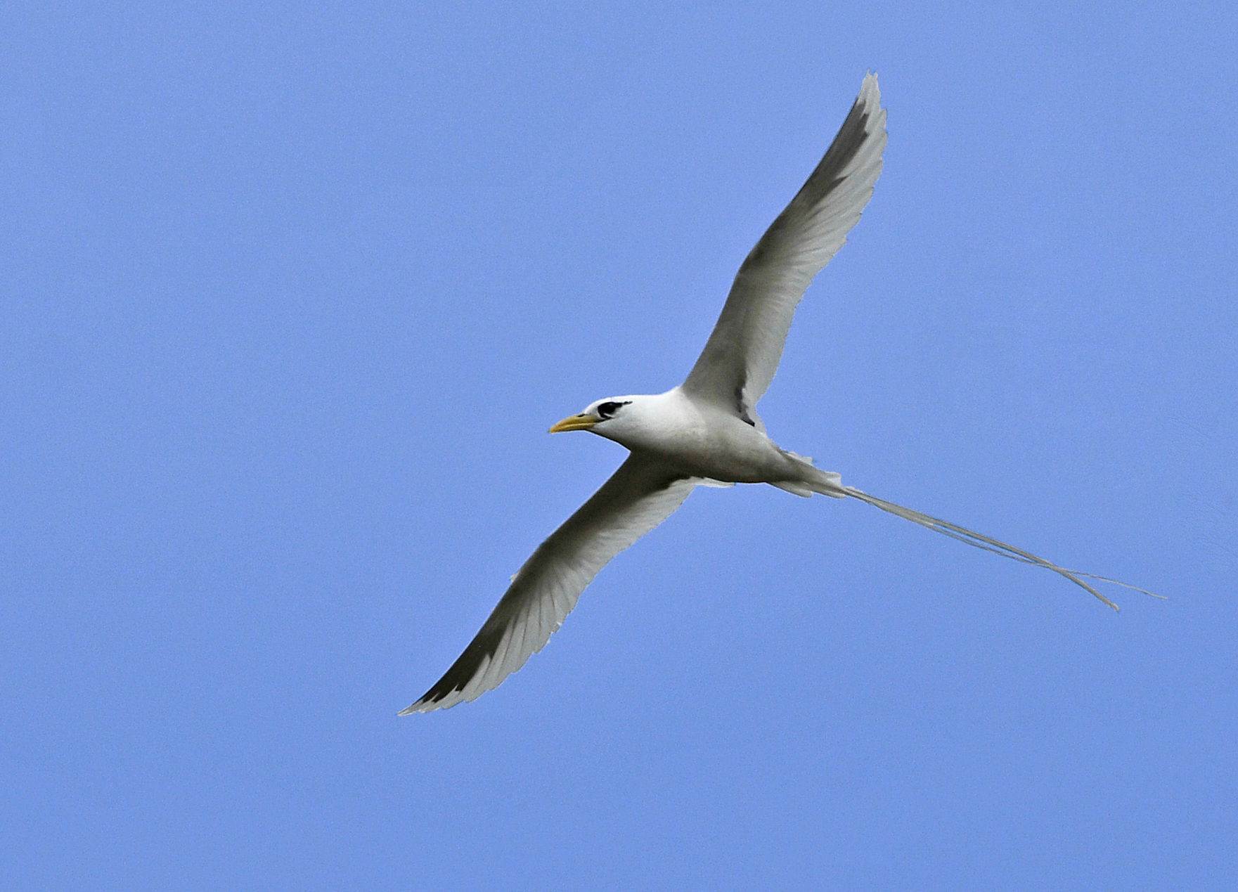 White-tailed Tropicbird