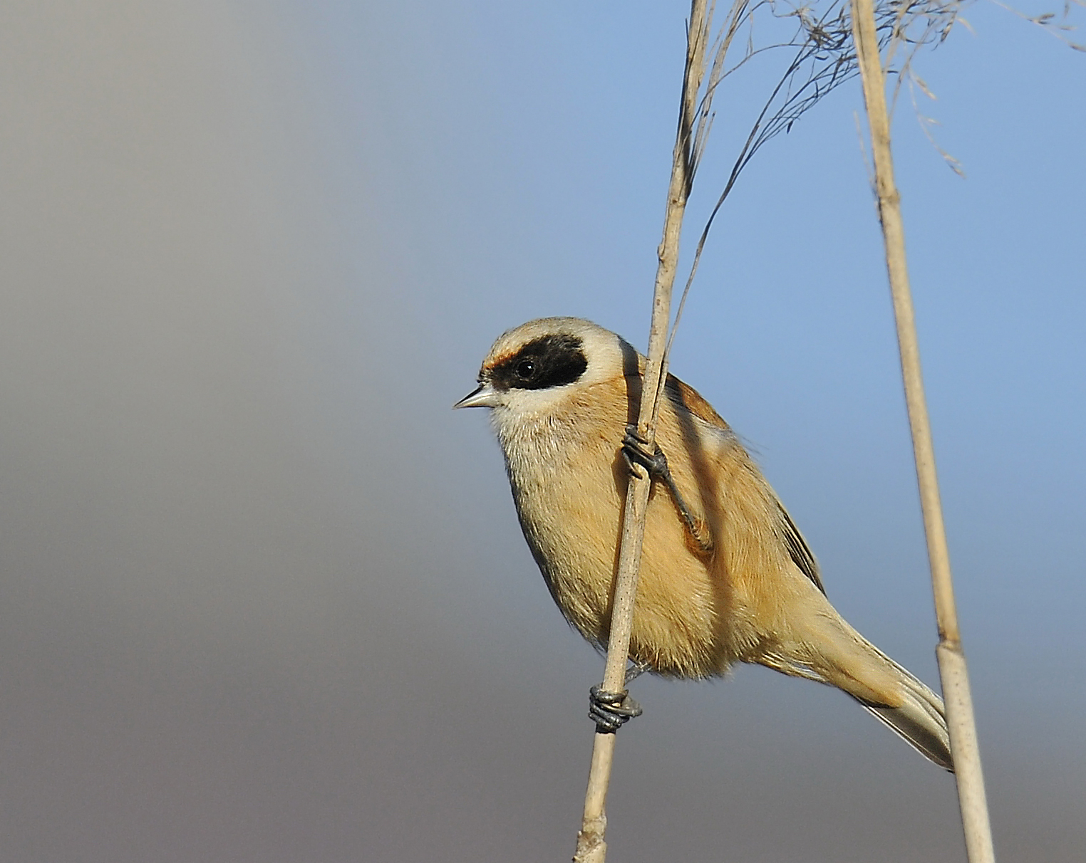 Pendolino (Pendulin tit)