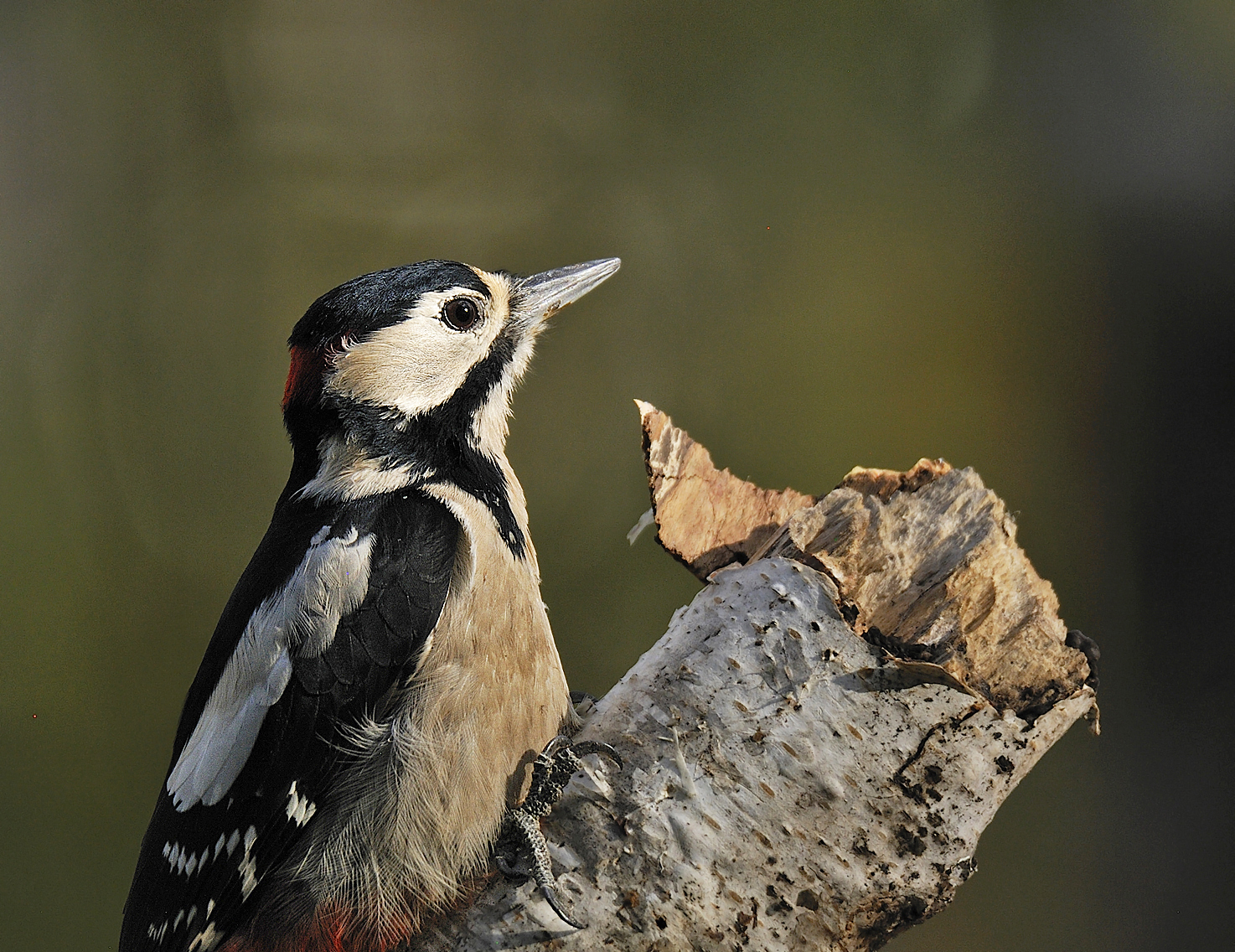 Picchio rosso maggiore (Great-spotted woodpecker)