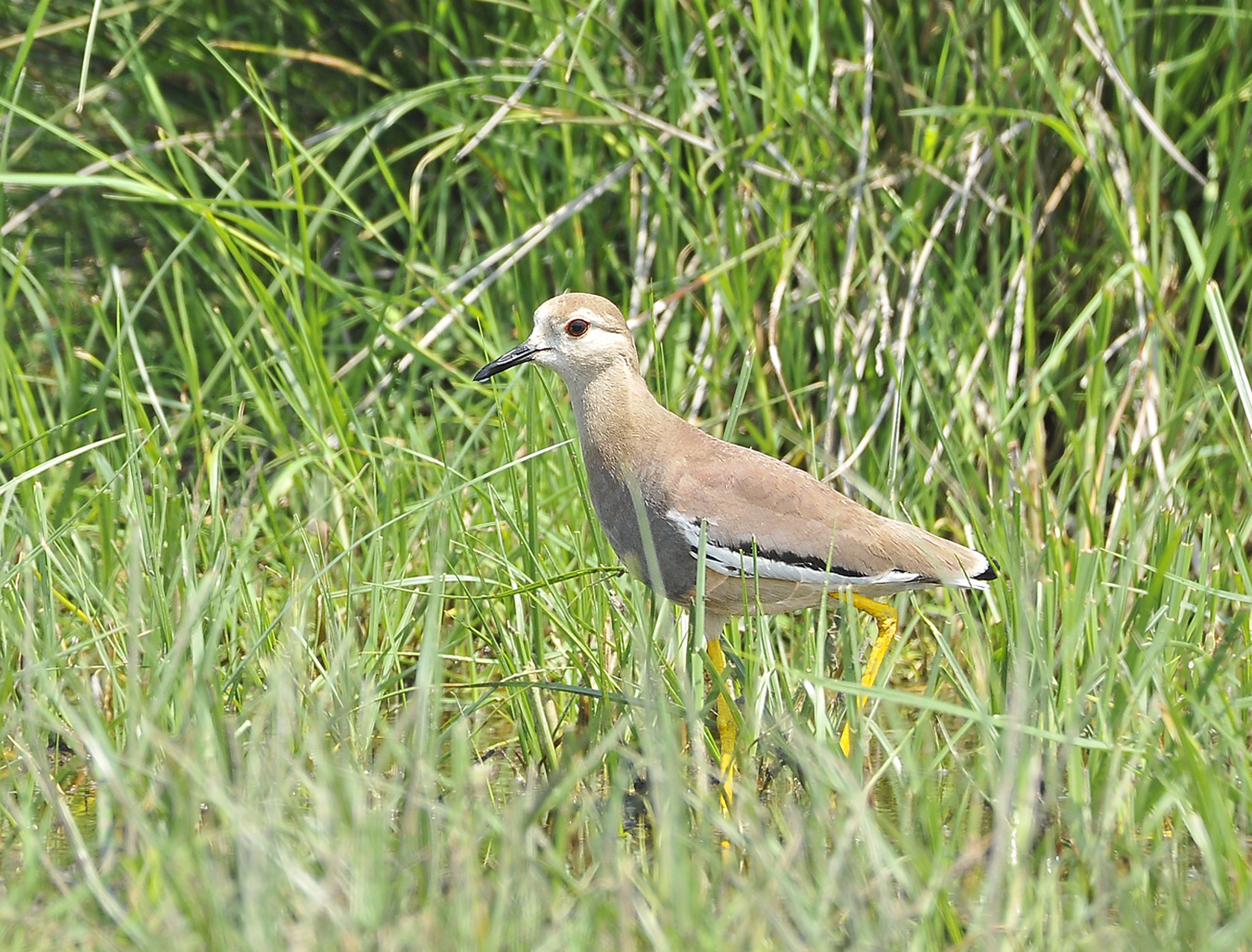 Pavoncella codabianca (White-tailed lapwing)
