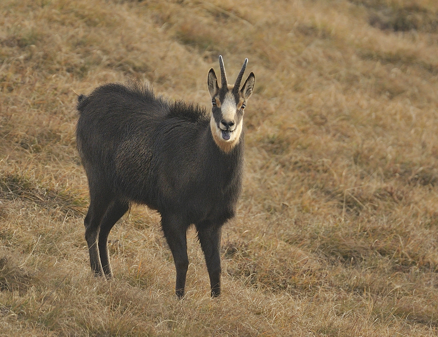 Camoscio fischiettante (Chamois)