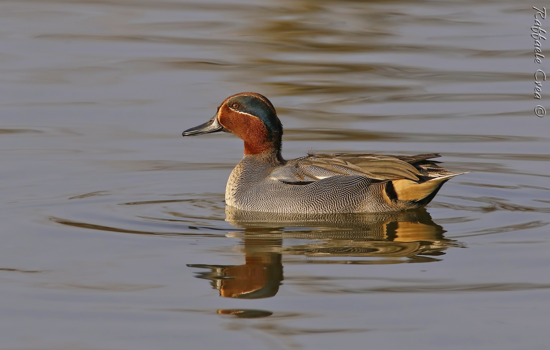 Male Teal at sunset