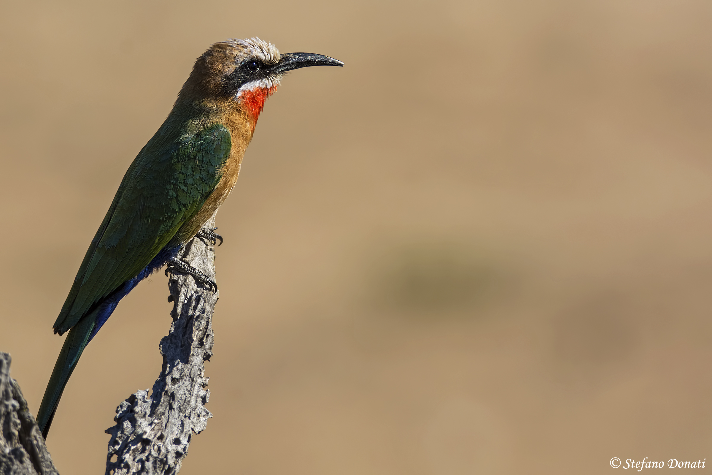 Gruccione Frontebianca