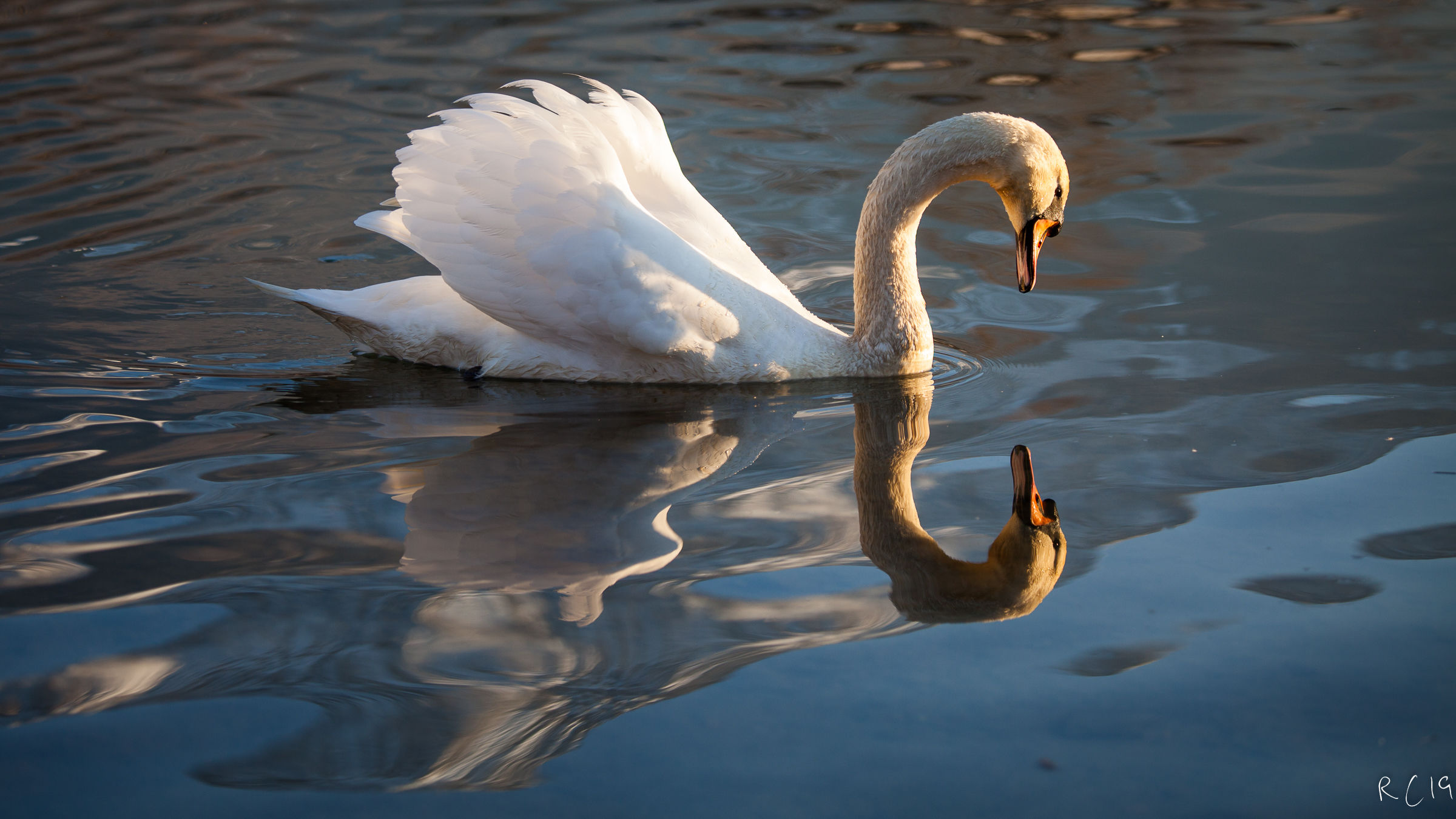 Mirror of my Desires