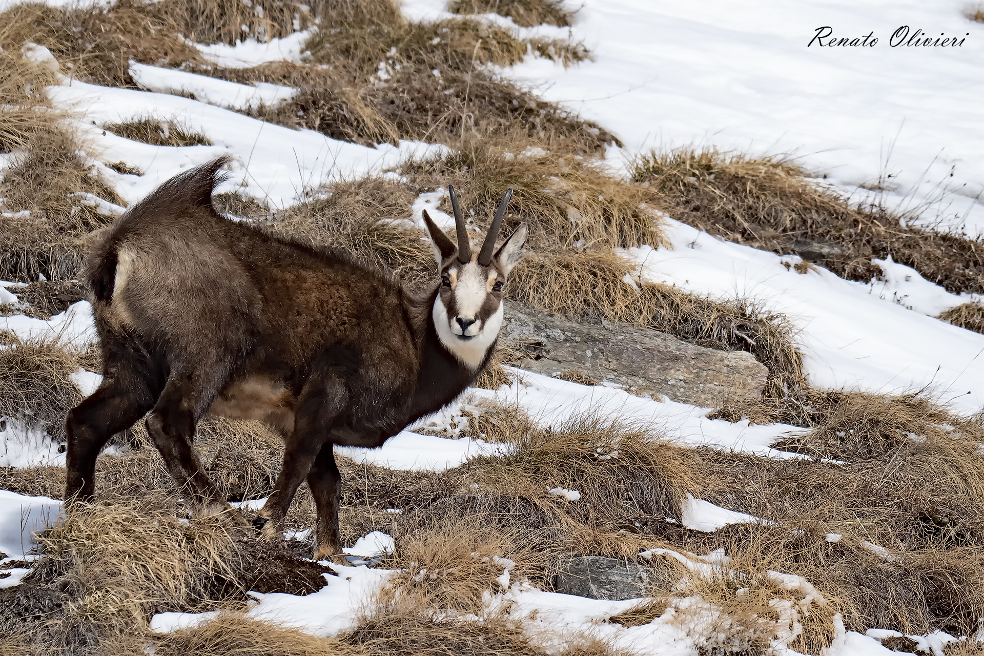 Camoscio nel parco del Gran paradiso
