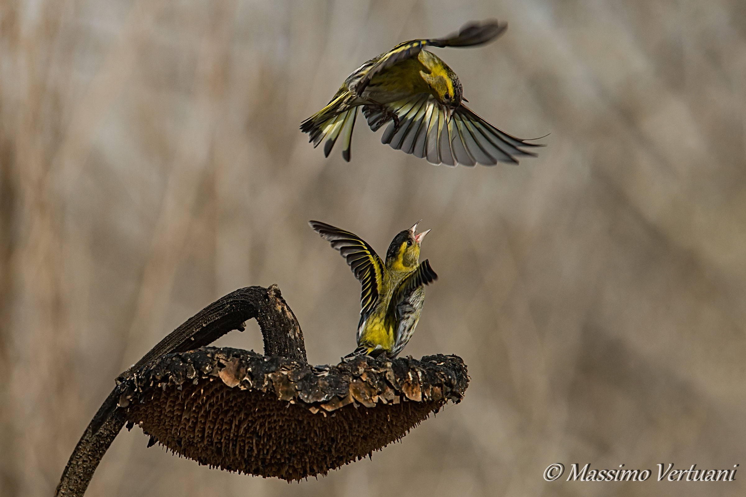 Sotto attacco.... (Lucherini)